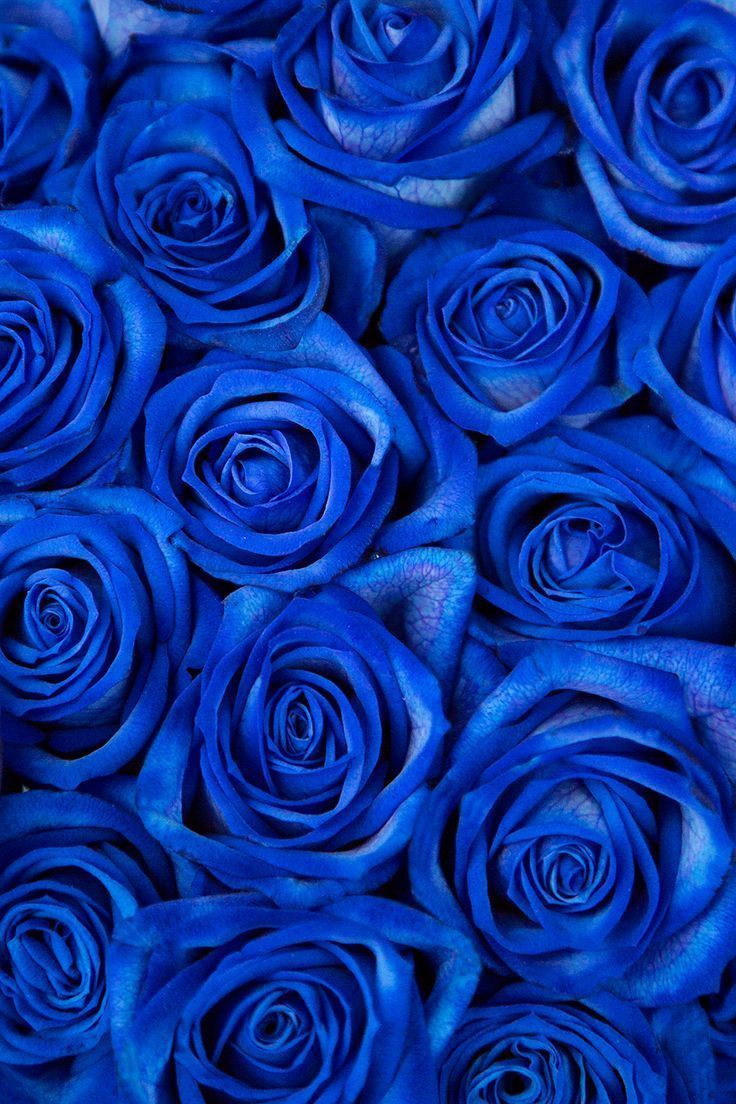 Dark Blue Flower Aesthetic Wallpapers