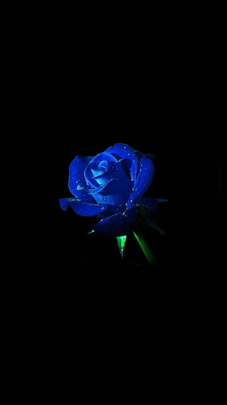 Dark Blue Flower Aesthetic Wallpapers