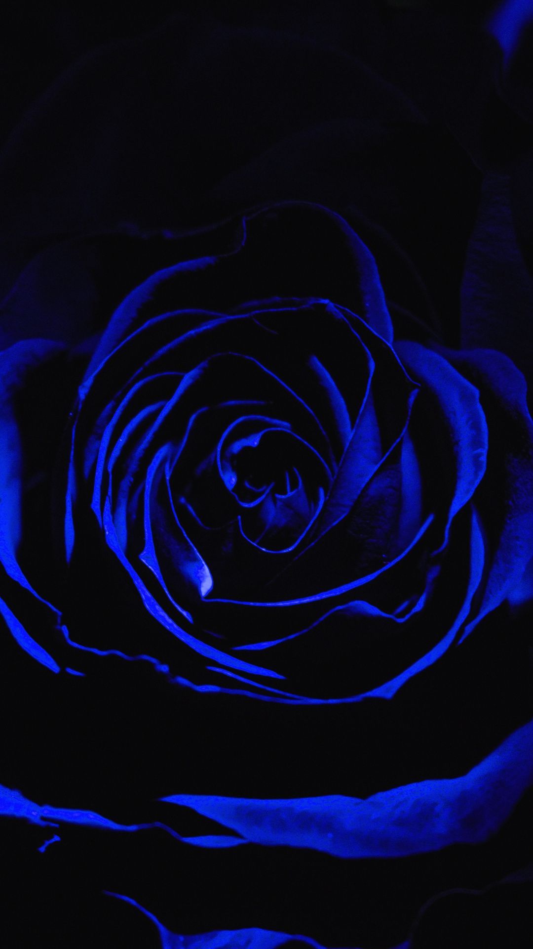 Dark Blue Flower Aesthetic Wallpapers