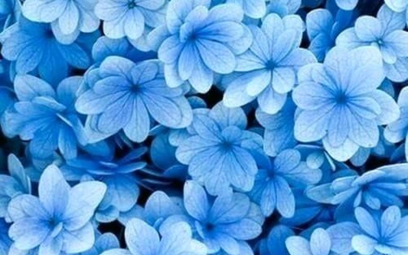 Dark Blue Flower Aesthetic Wallpapers