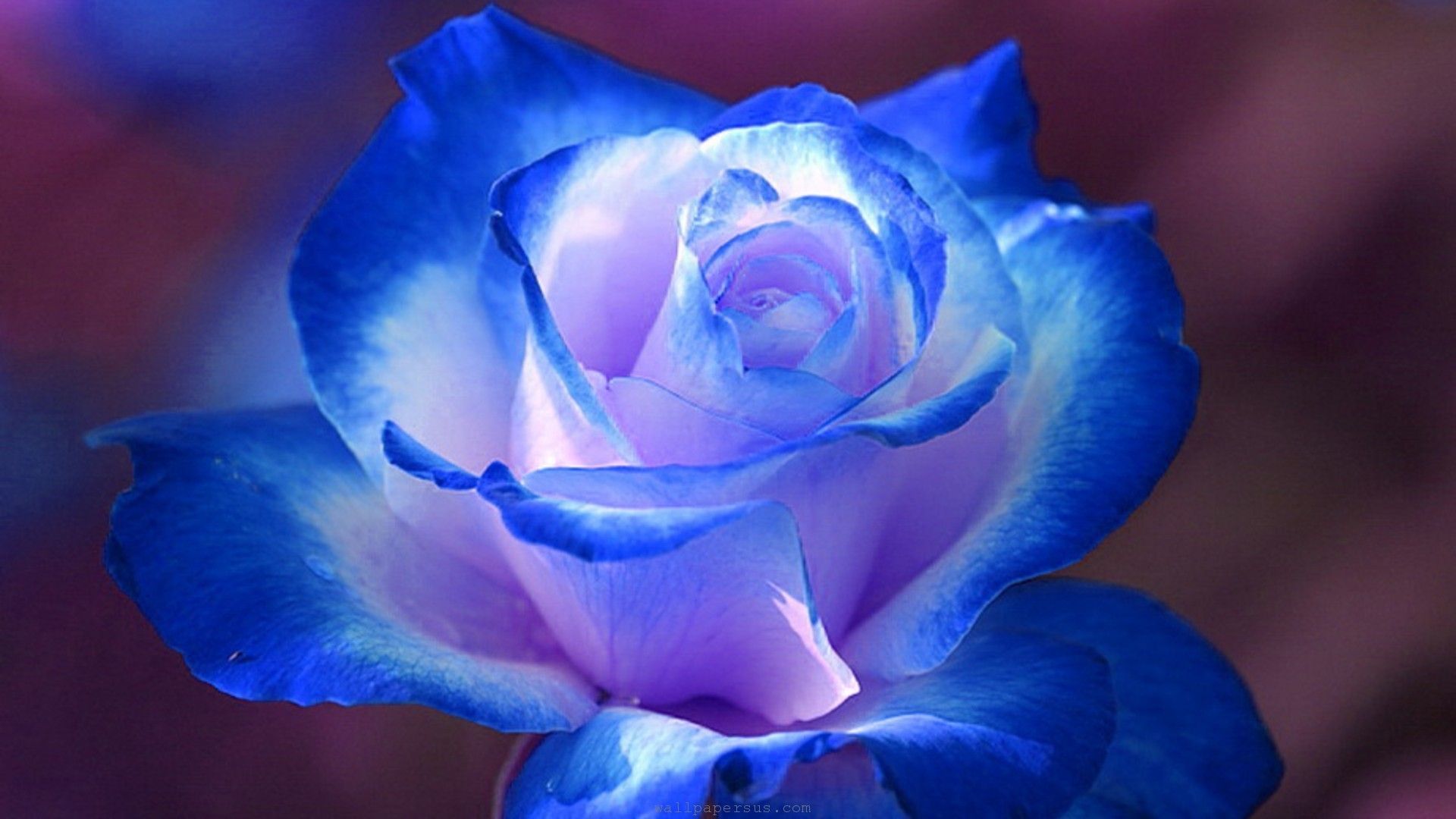 Dark Blue Flower Aesthetic Wallpapers