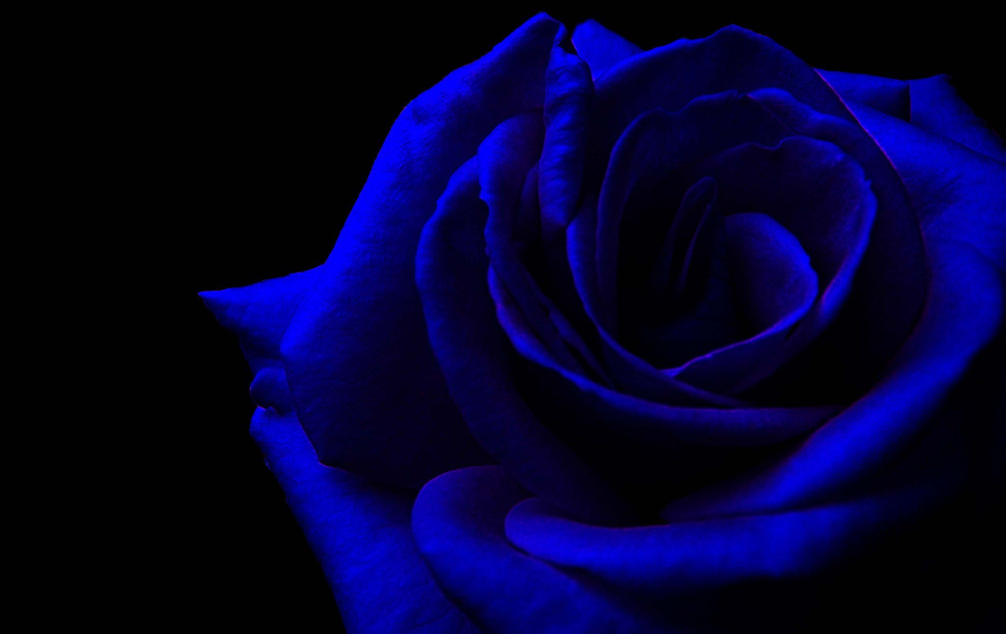 Dark Blue Flower Aesthetic Wallpapers