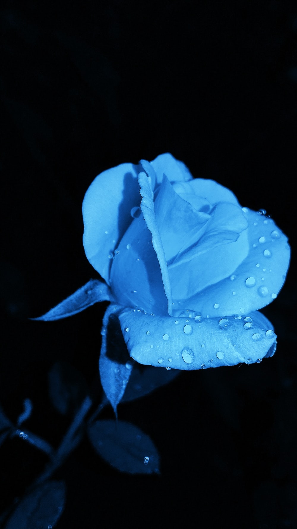 Dark Blue Flower Aesthetic Wallpapers