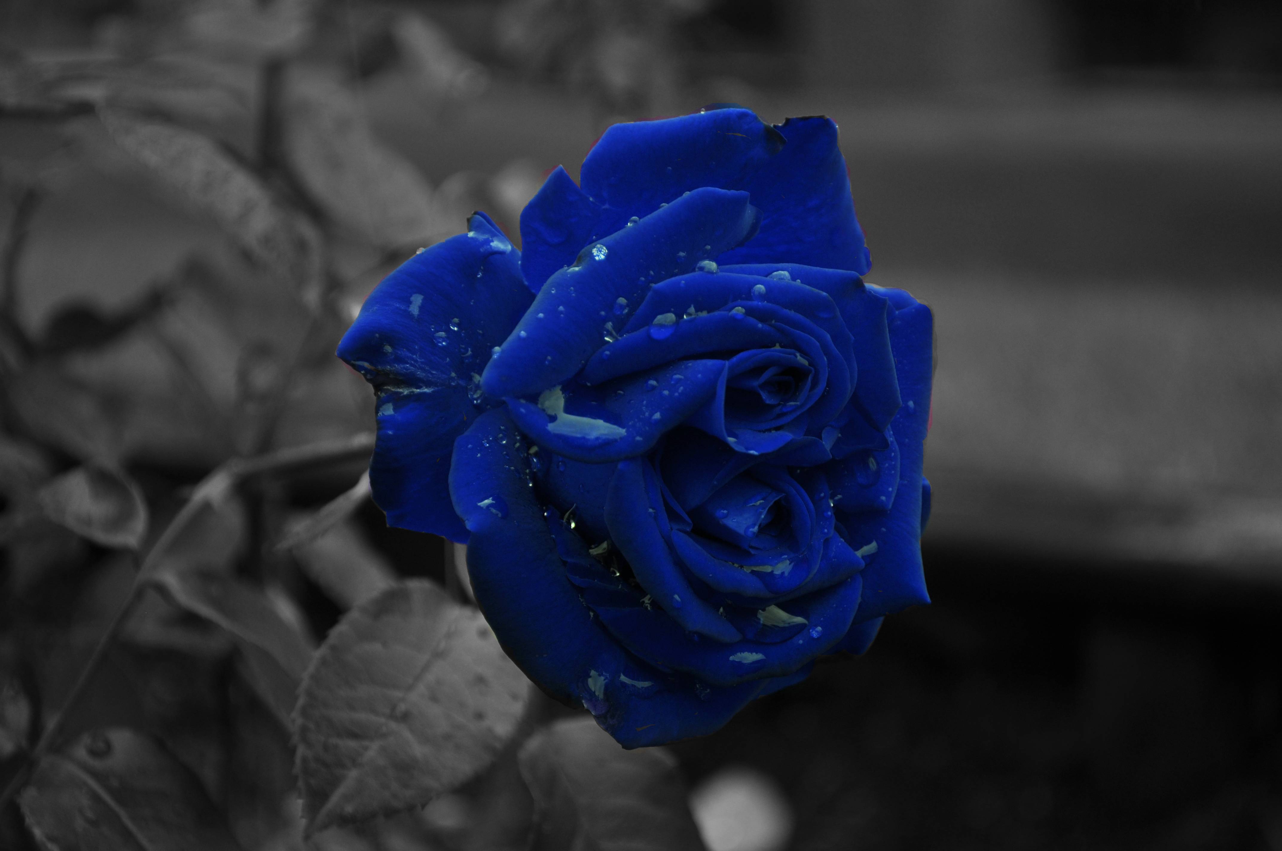 Dark Blue Rose Abstract Wallpapers