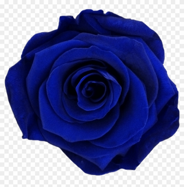 Dark Blue Rose Abstract Wallpapers