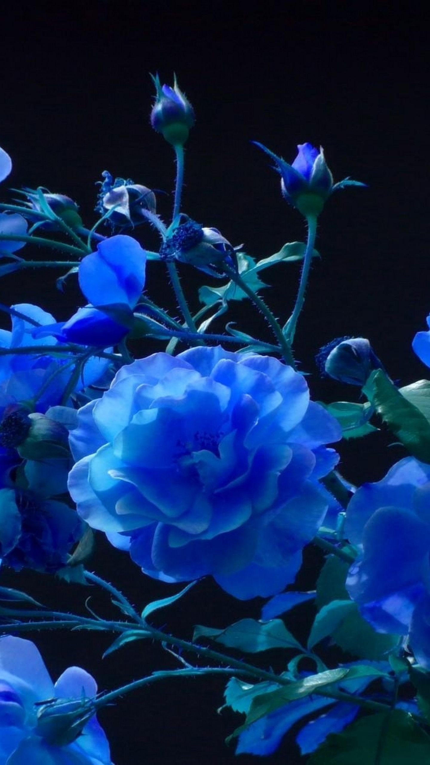 Dark Blue Rose Abstract Wallpapers