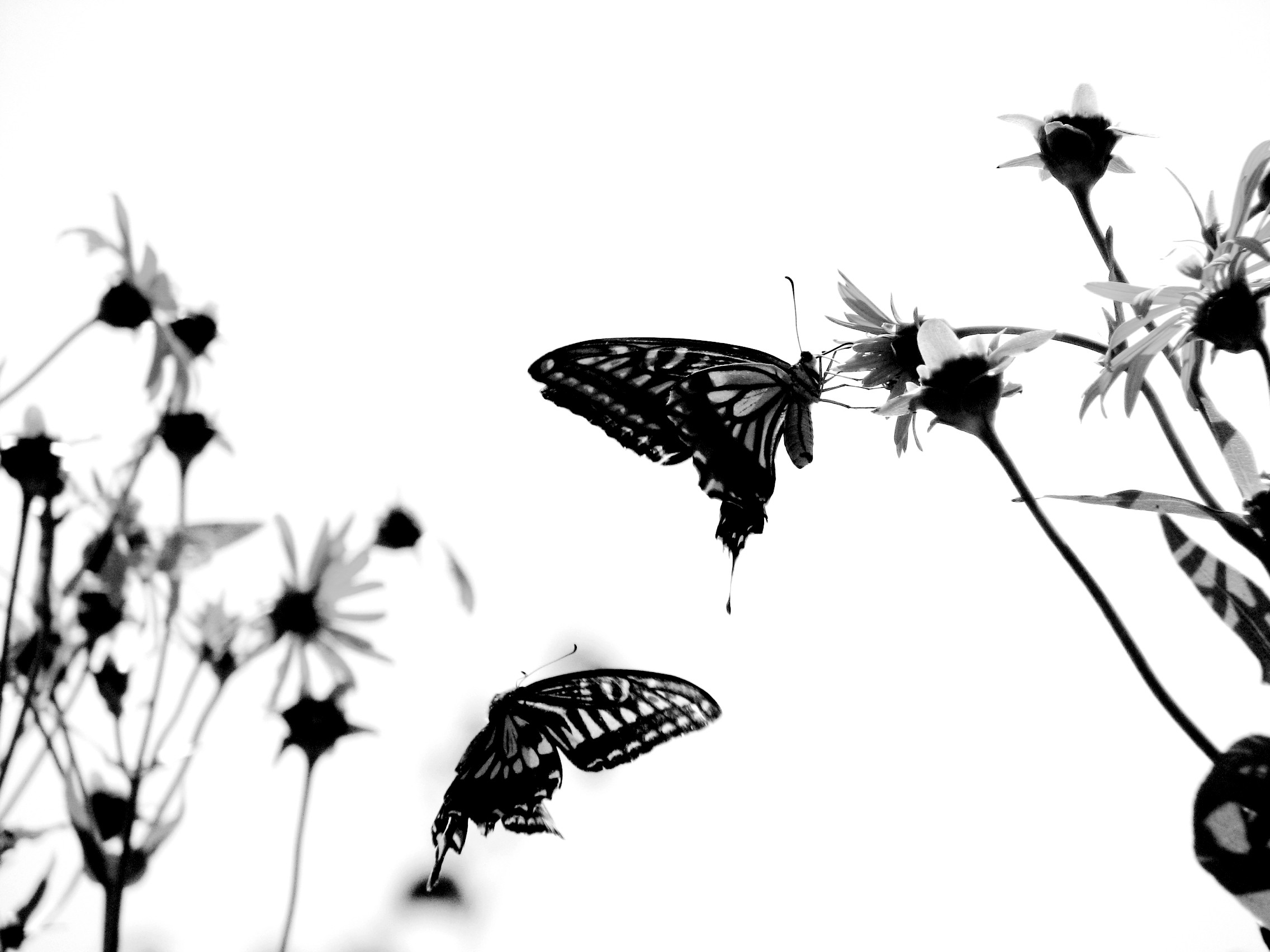 Dark Butterfly Wallpapers