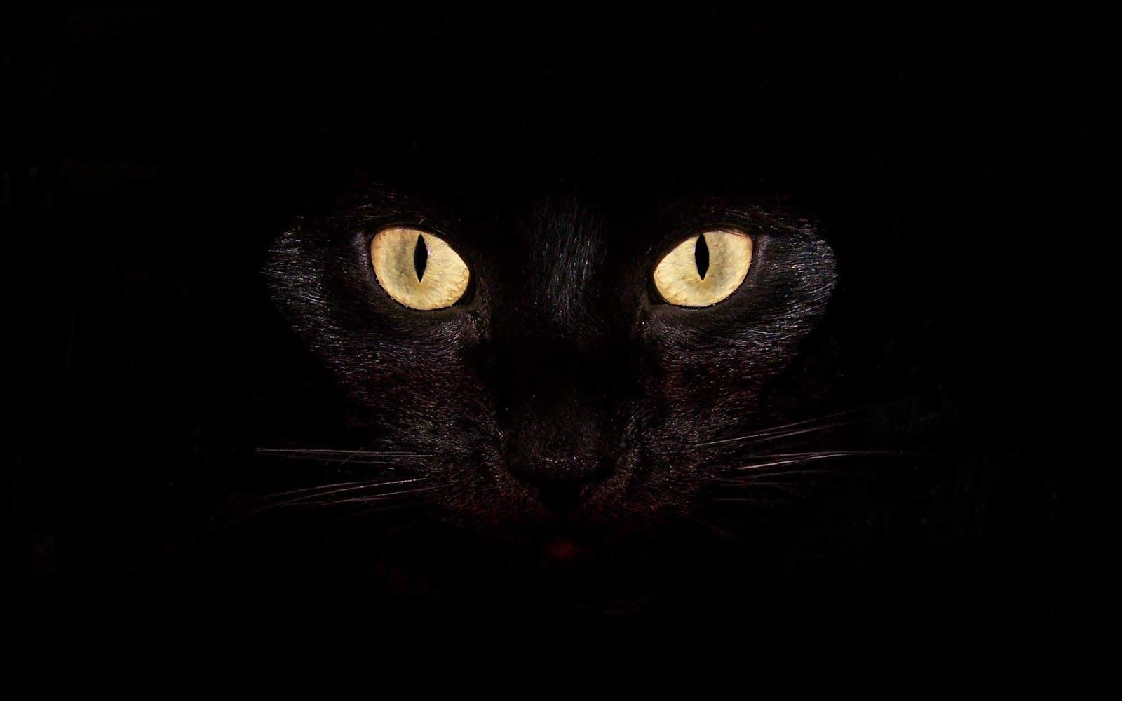 Dark Cat Wallpapers