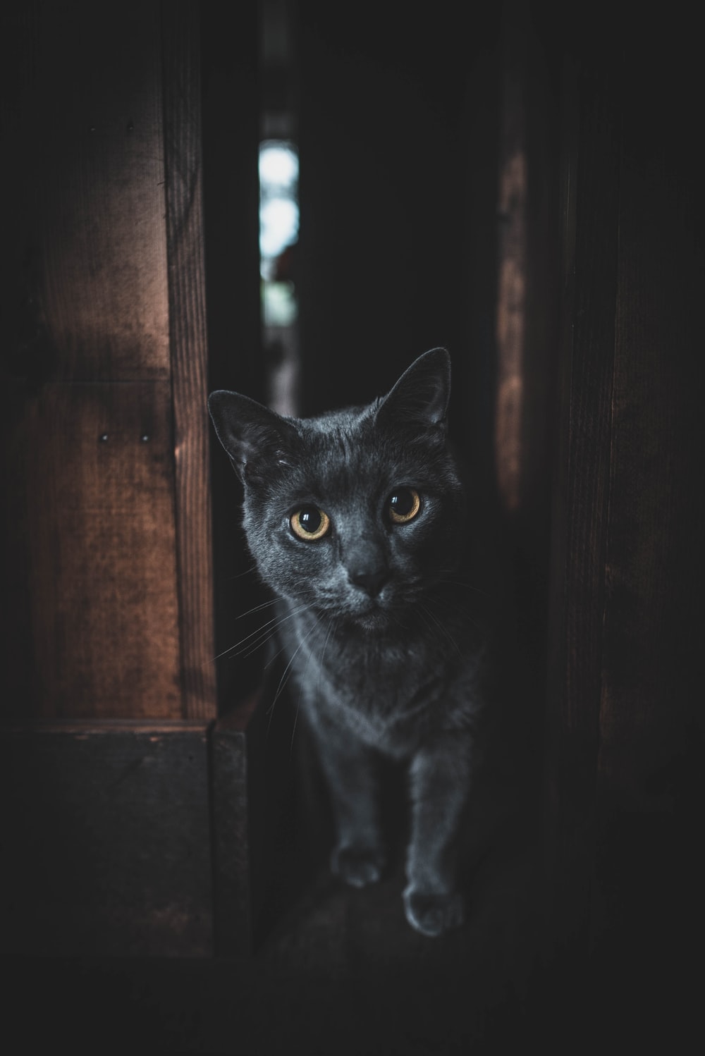 Dark Cat Wallpapers