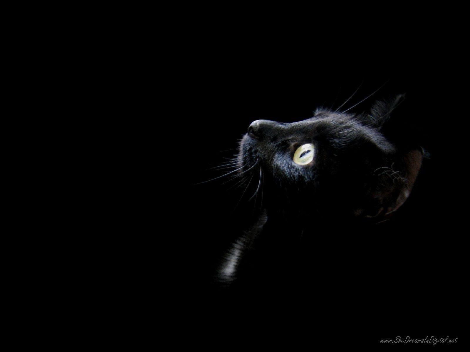 Dark Cat Wallpapers