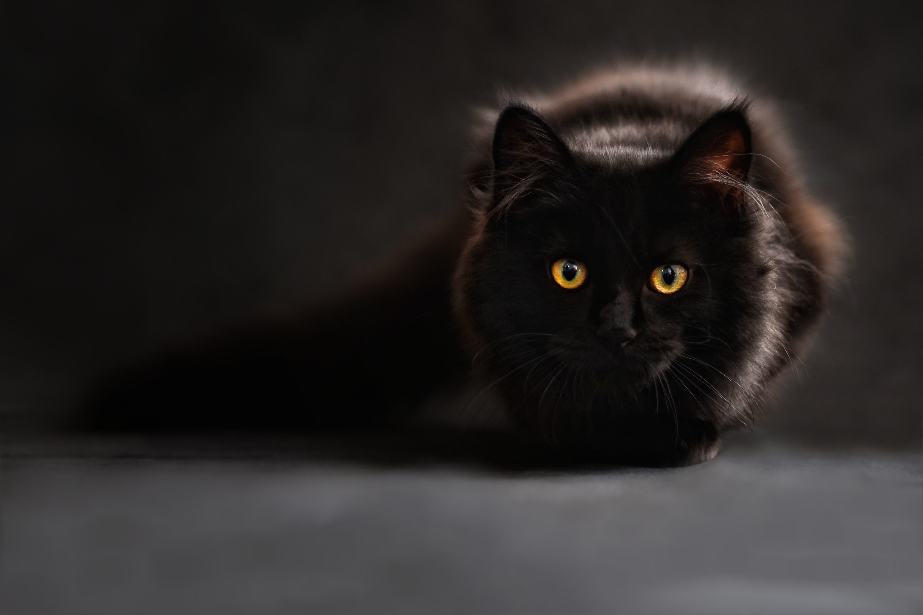 Dark Cat Wallpapers