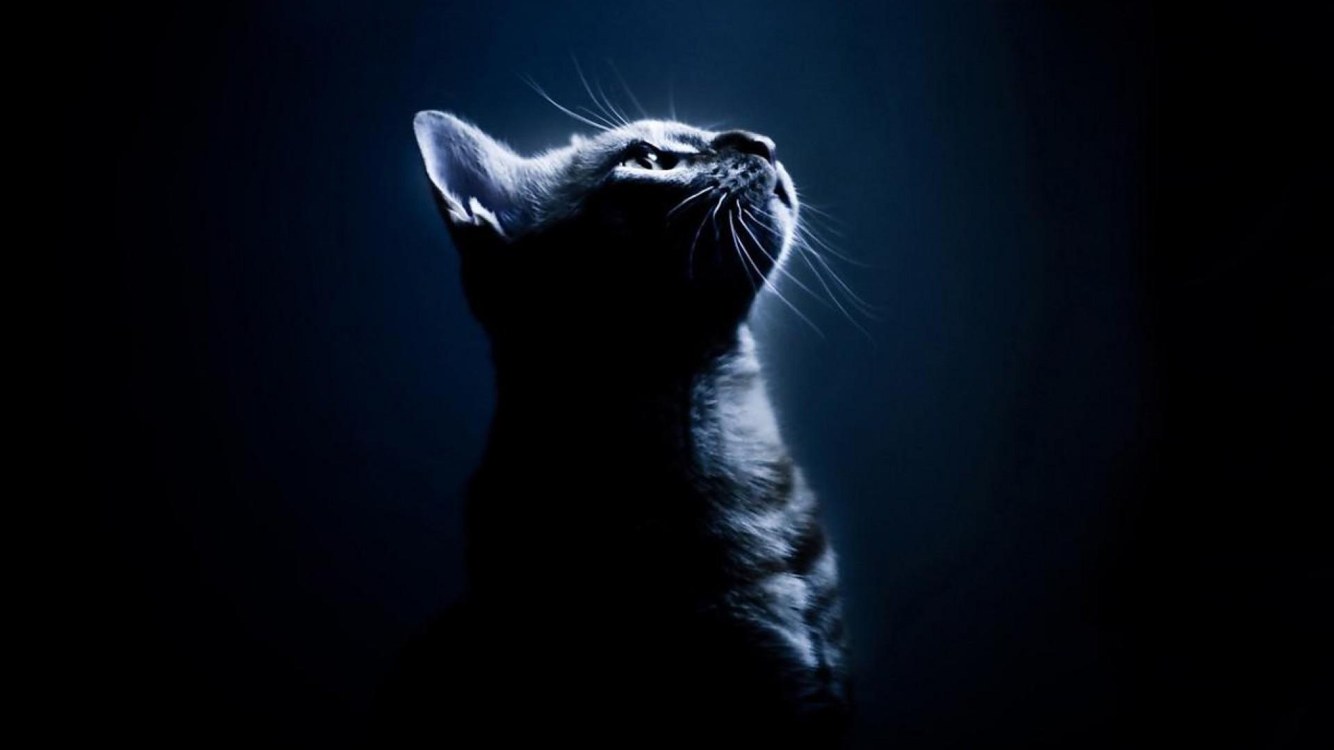 Dark Cat Wallpapers