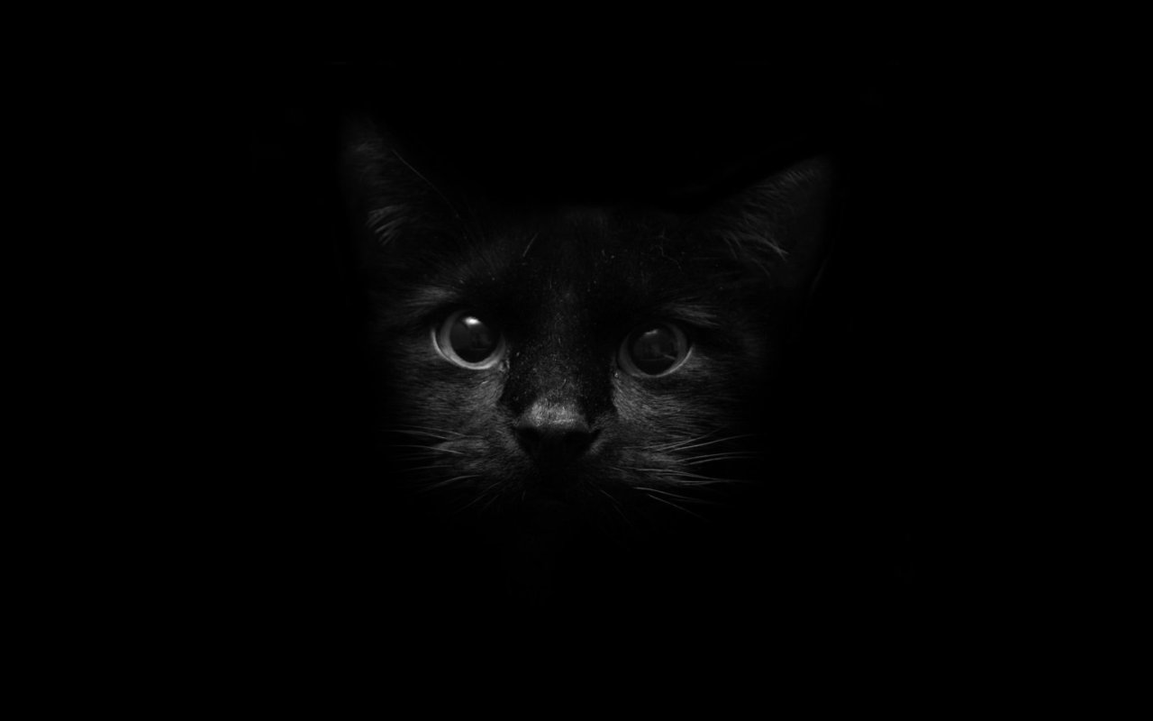 Dark Cat Wallpapers