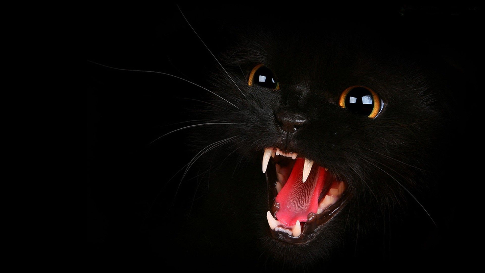 Dark Cat Wallpapers