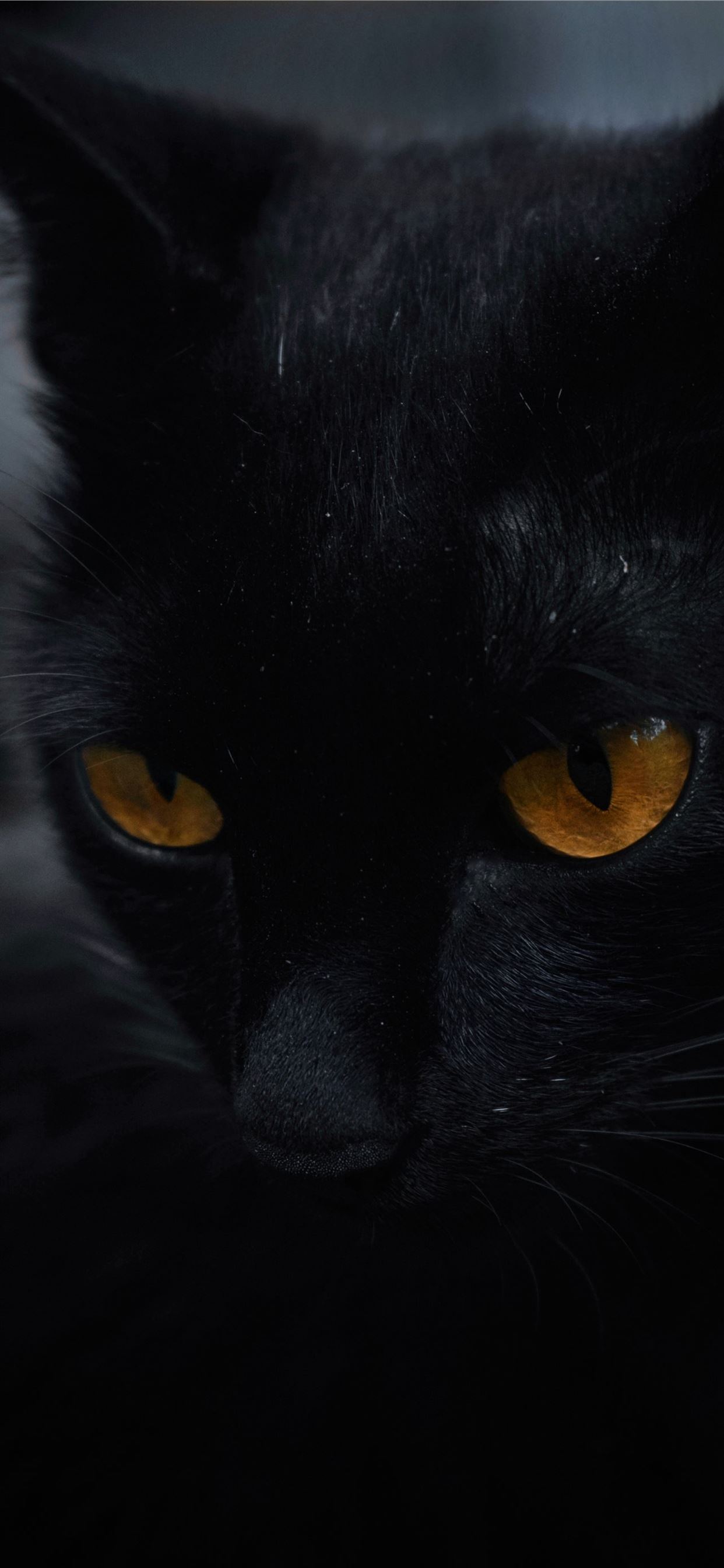 Dark Cat Wallpapers