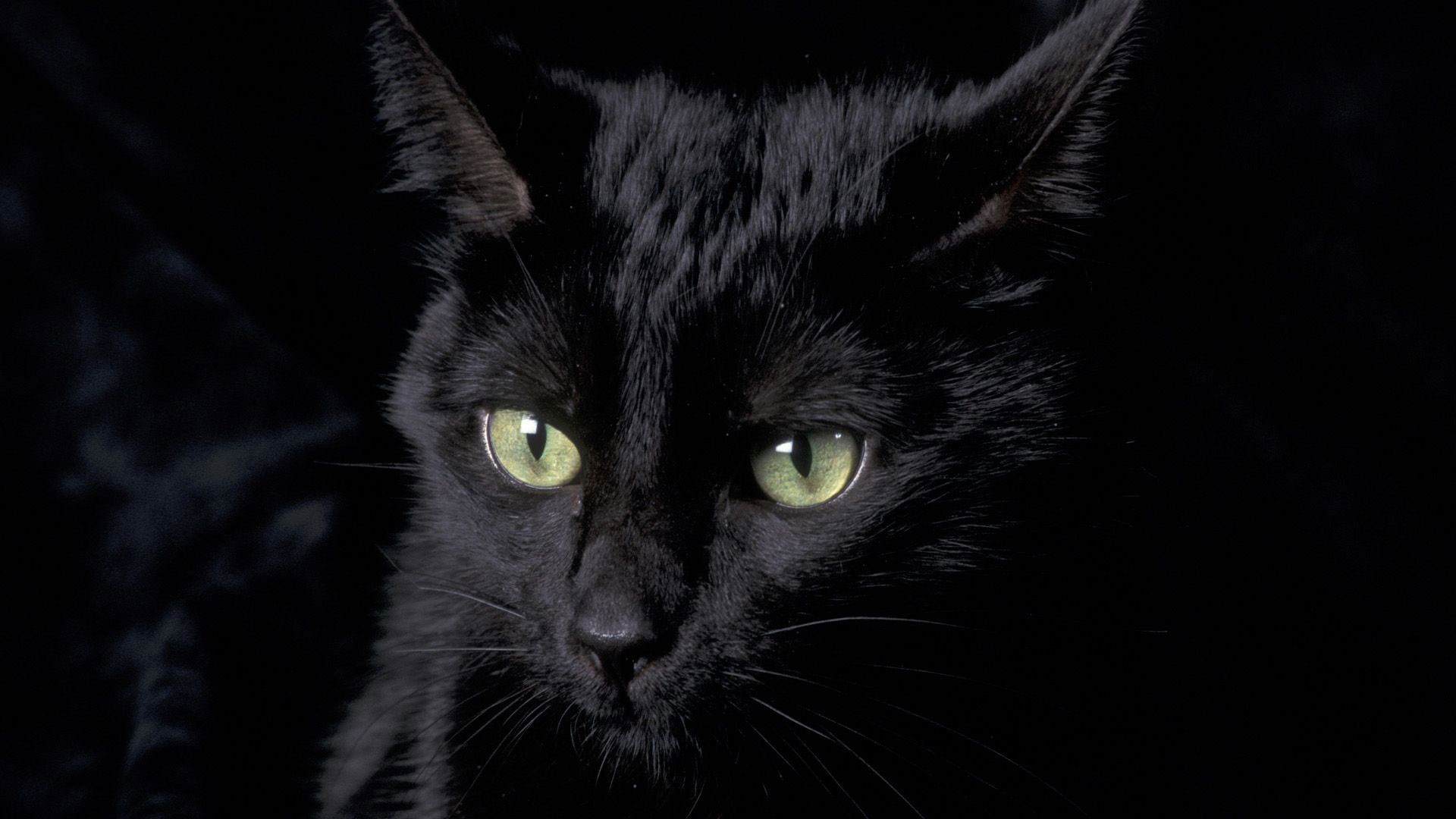 Dark Cat Wallpapers