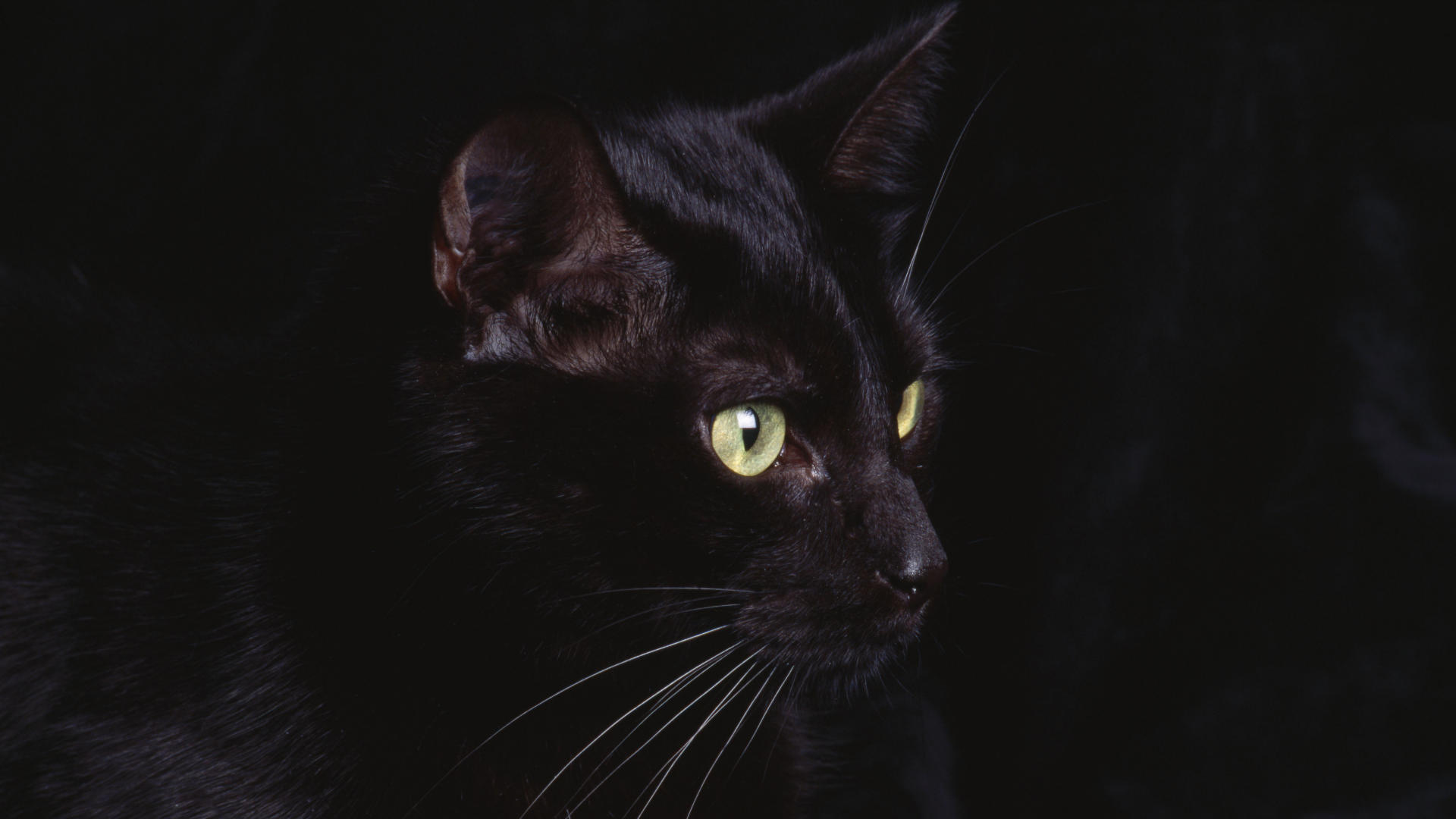 Dark Cat Wallpapers