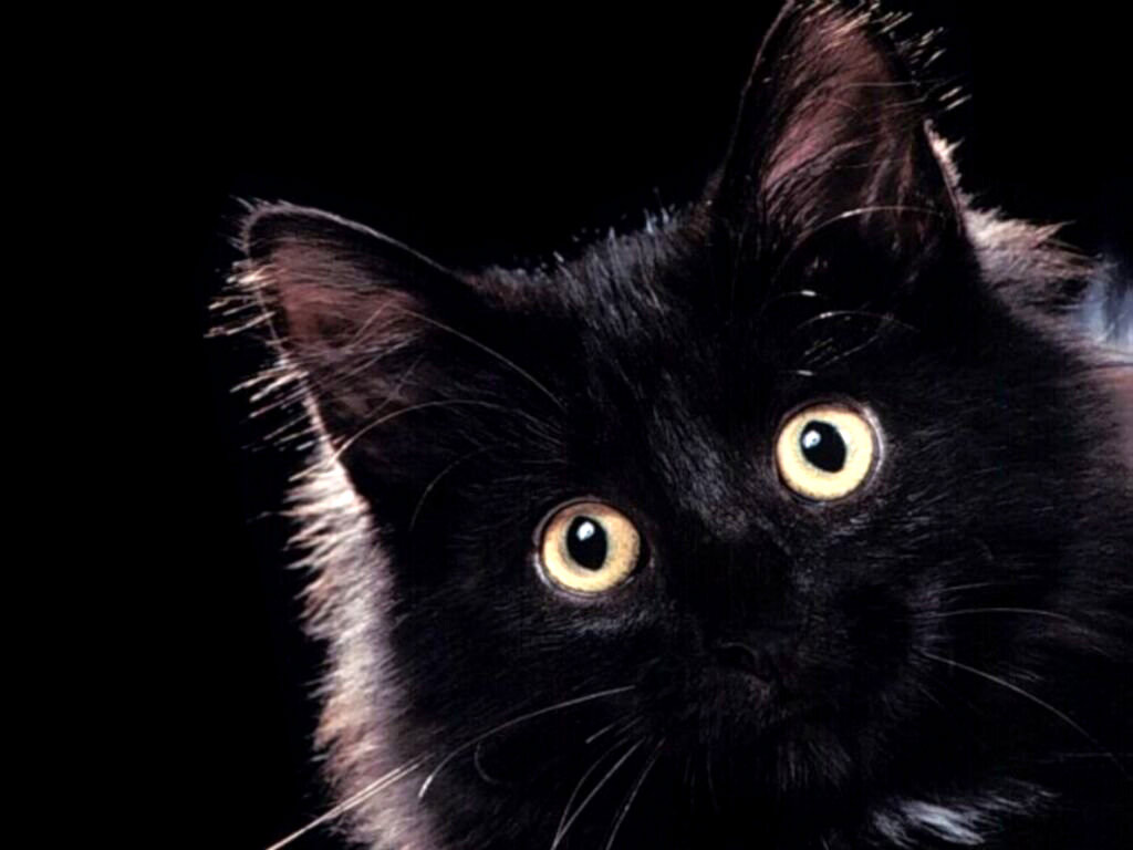 Dark Cat Wallpapers