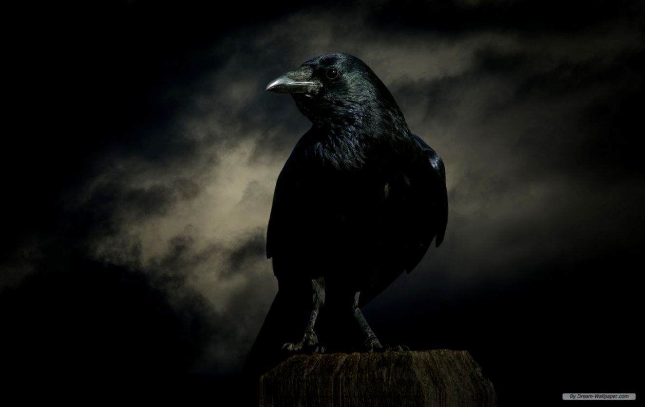 Dark Crow Wallpapers