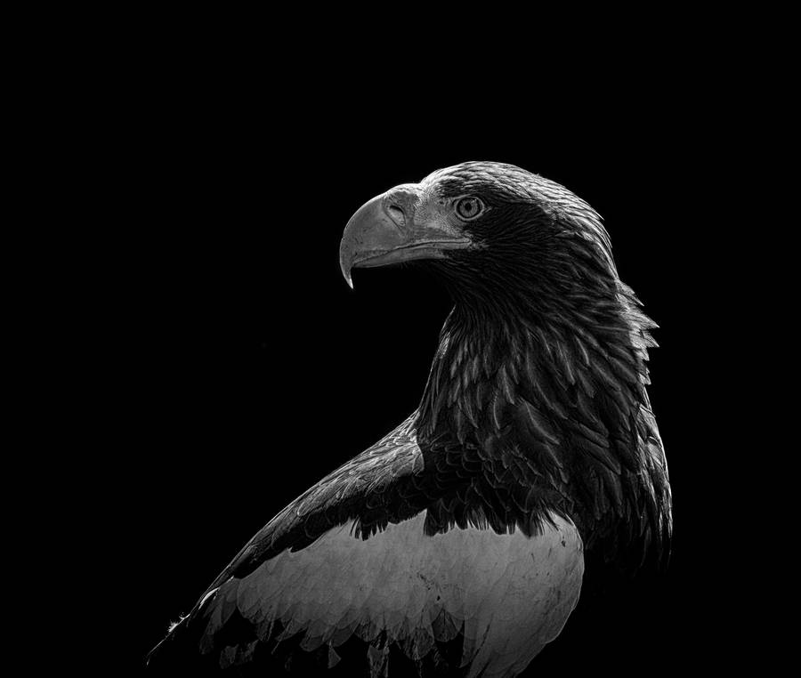 Dark Eagle Wallpapers