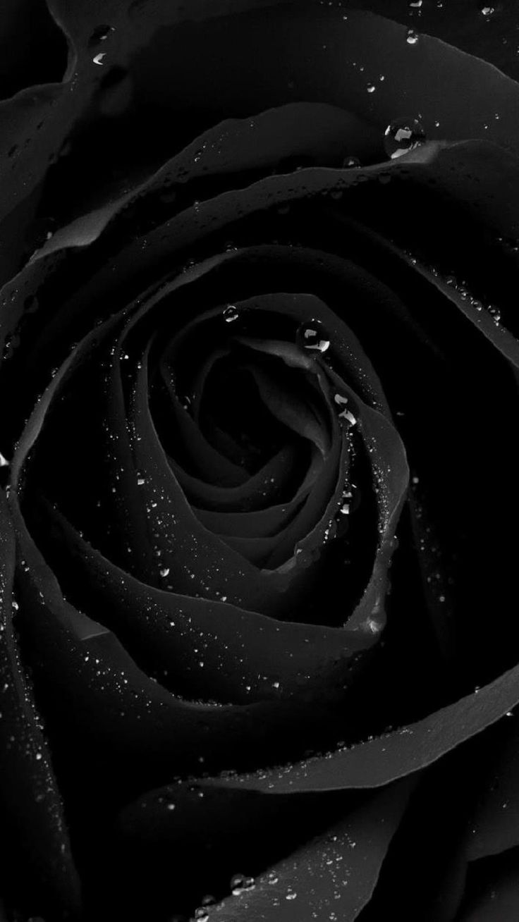 Dark Floral Iphone Wallpapers