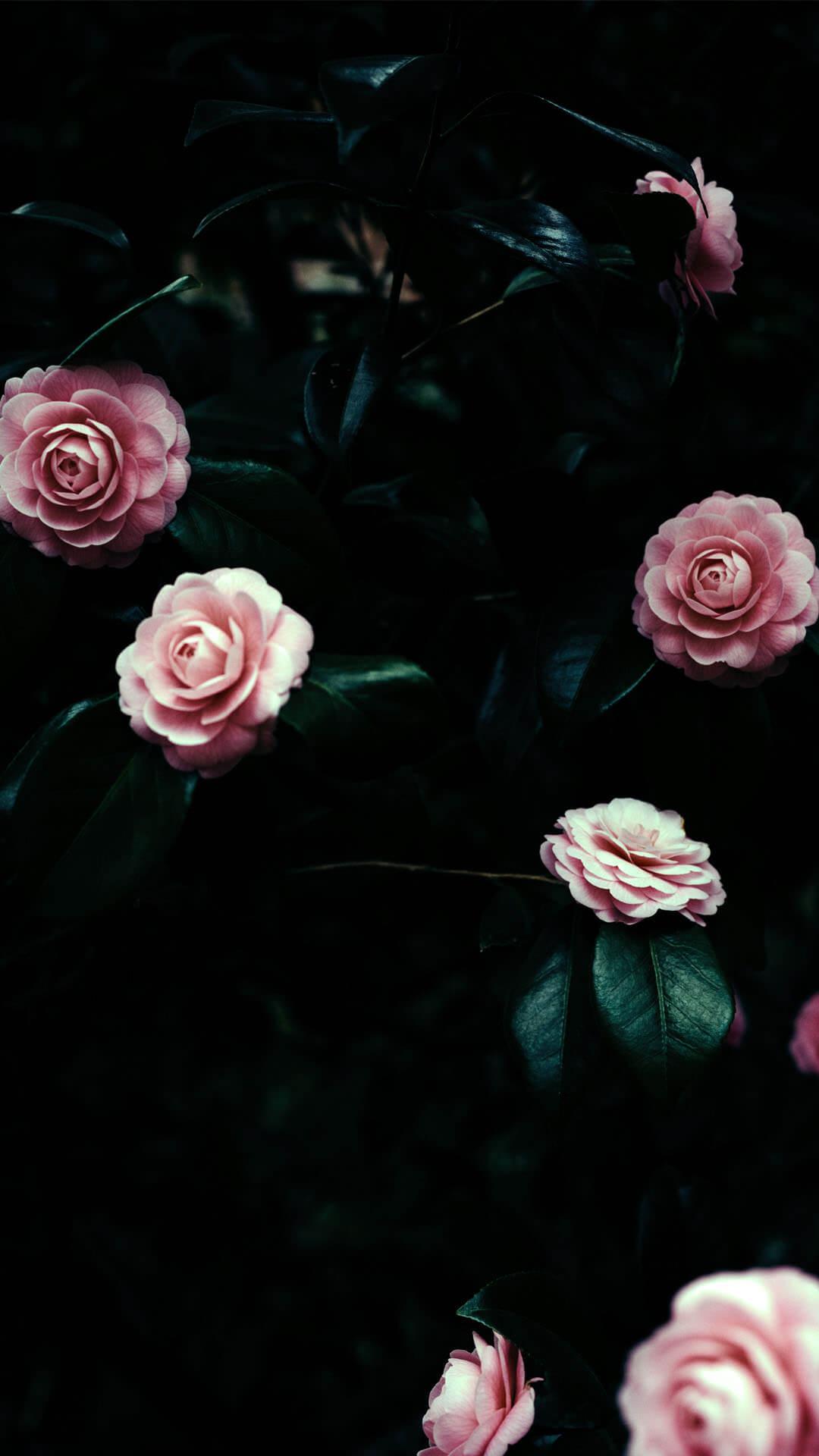 Dark Flower Aesthetic Wallpapers