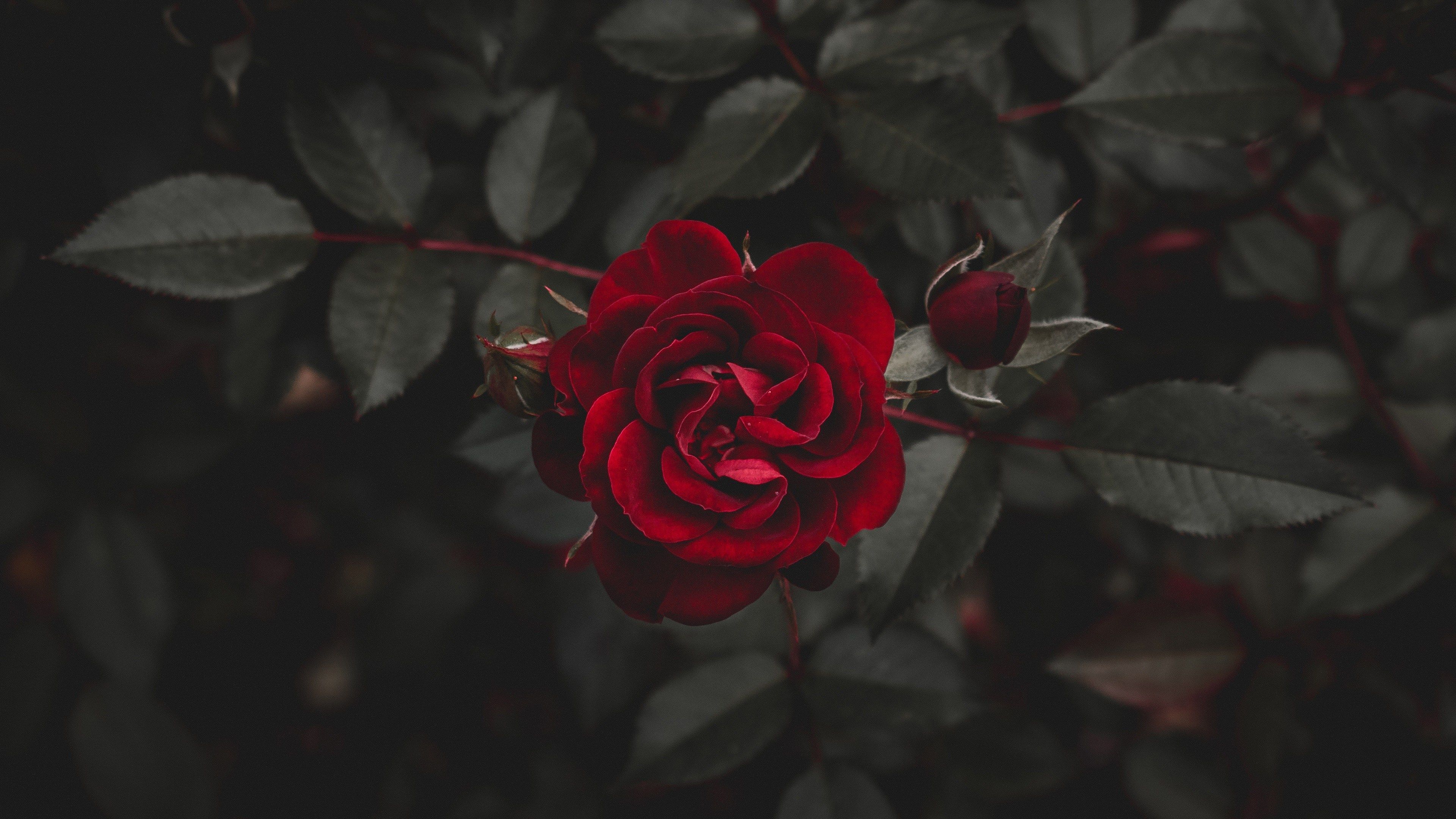 Dark Flower Aesthetic Wallpapers