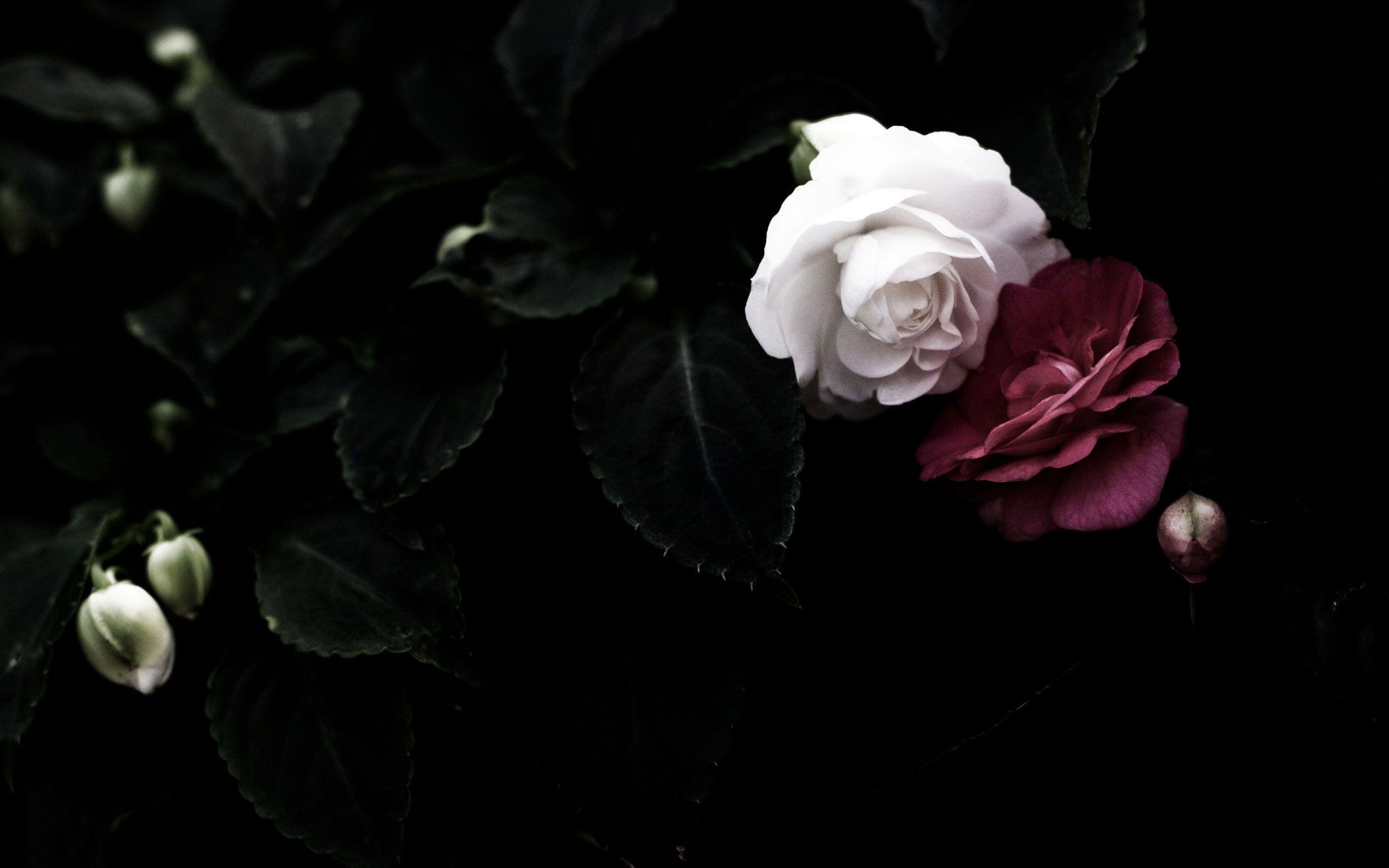 Dark Flower Aesthetic Wallpapers