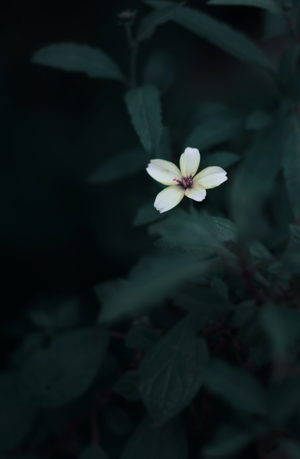 Dark Flower Aesthetic Wallpapers