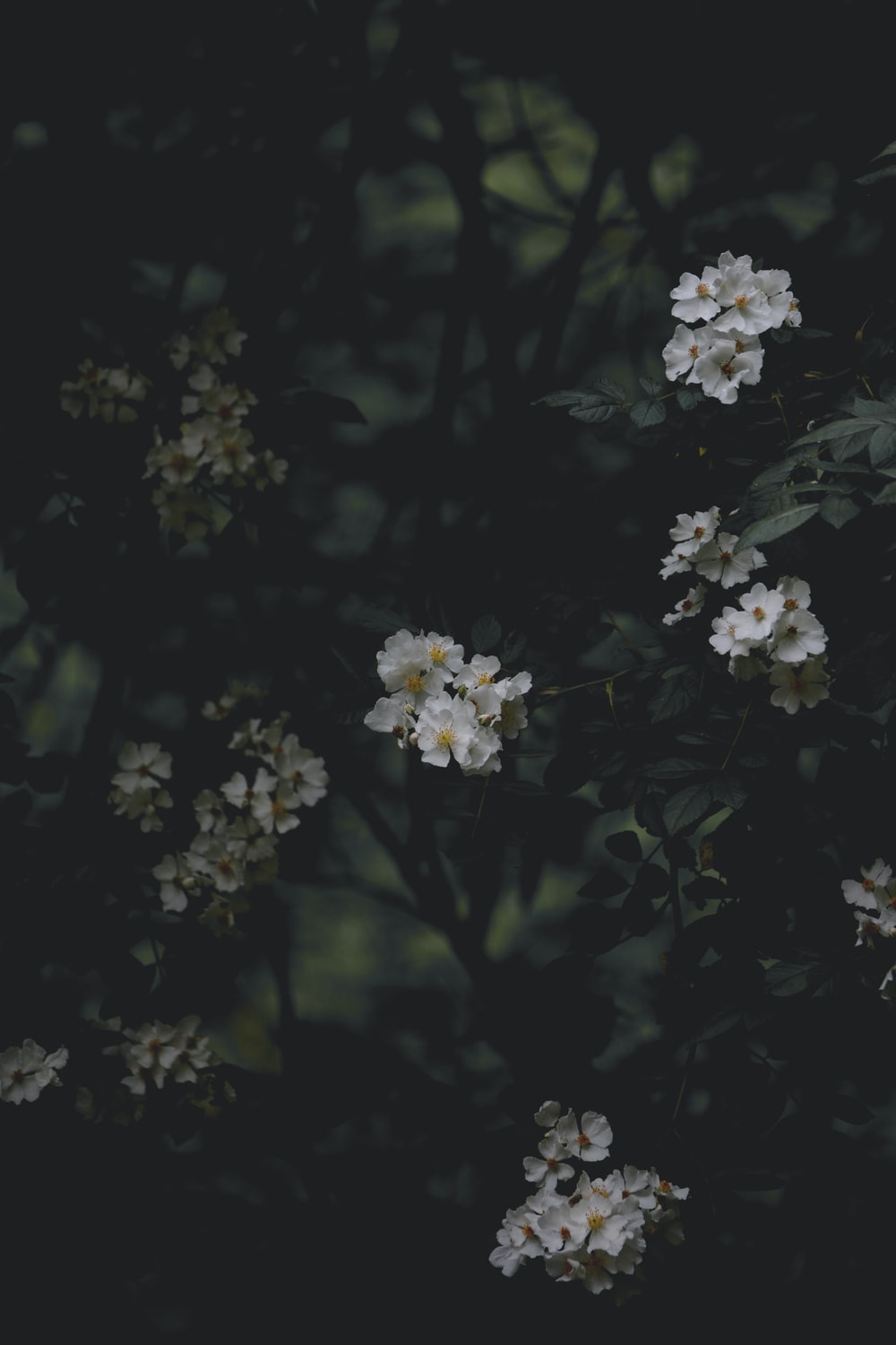 Dark Flower Aesthetic Wallpapers