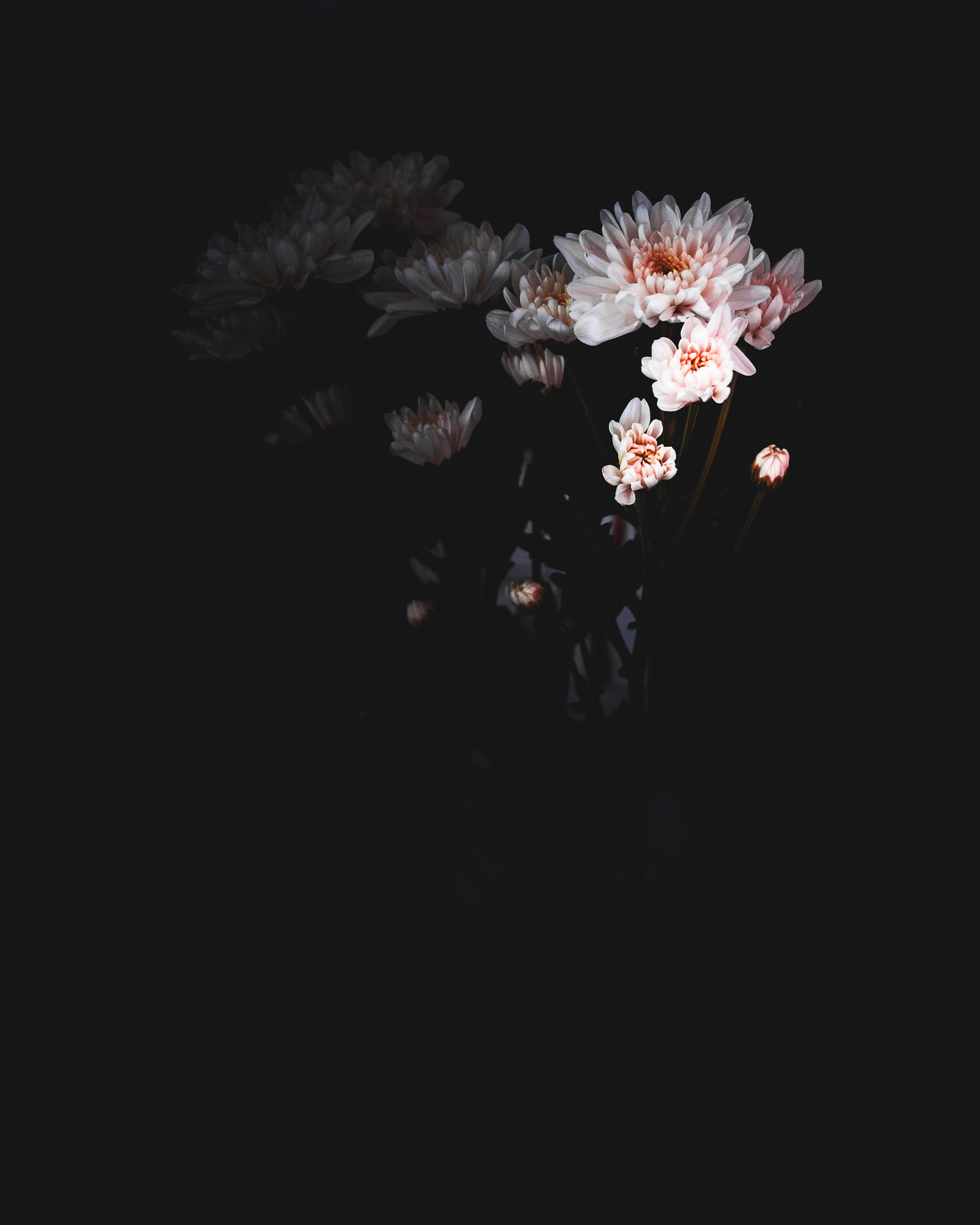 Dark Flower Aesthetic Wallpapers