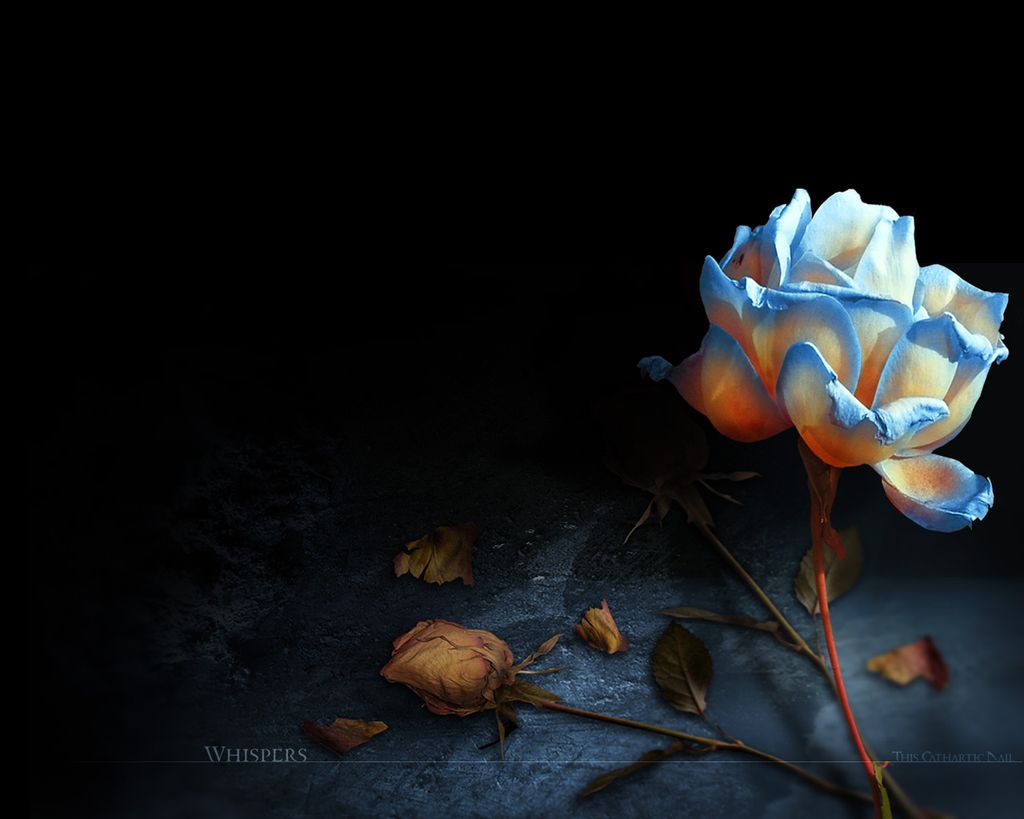 Dark Flowers Desktop Wallpapers