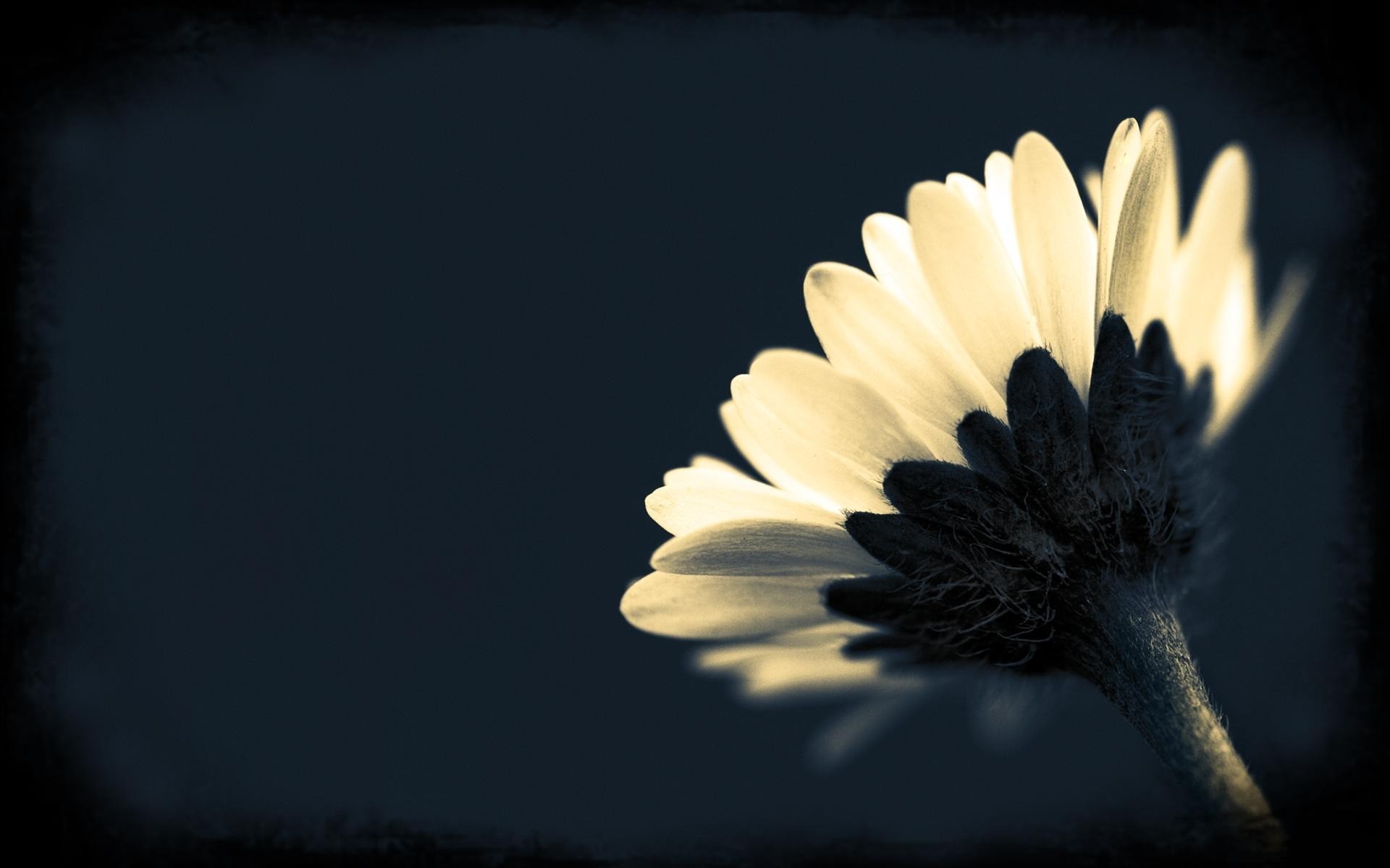 Dark Flowers Desktop Wallpapers