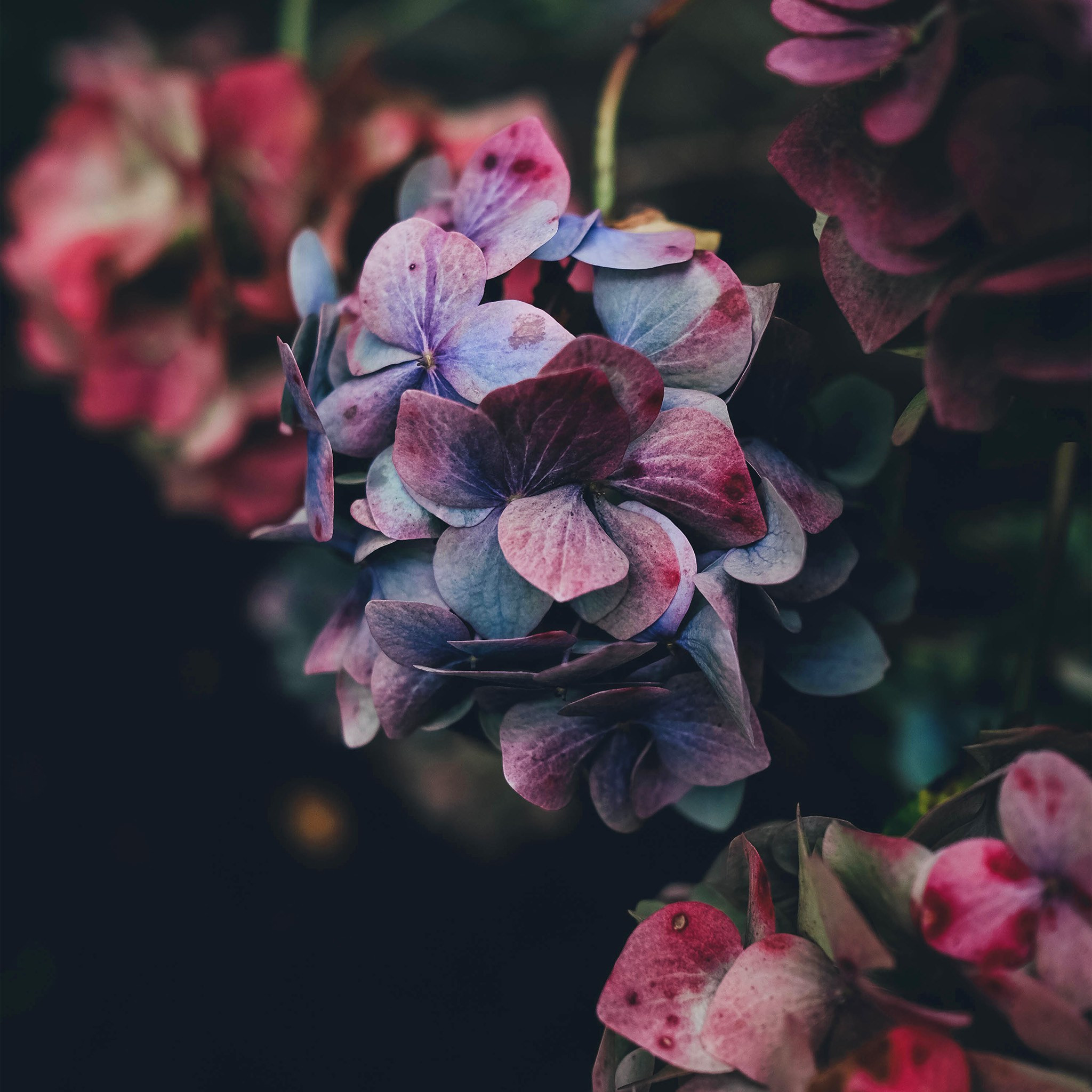 Dark Flowers Desktop Wallpapers