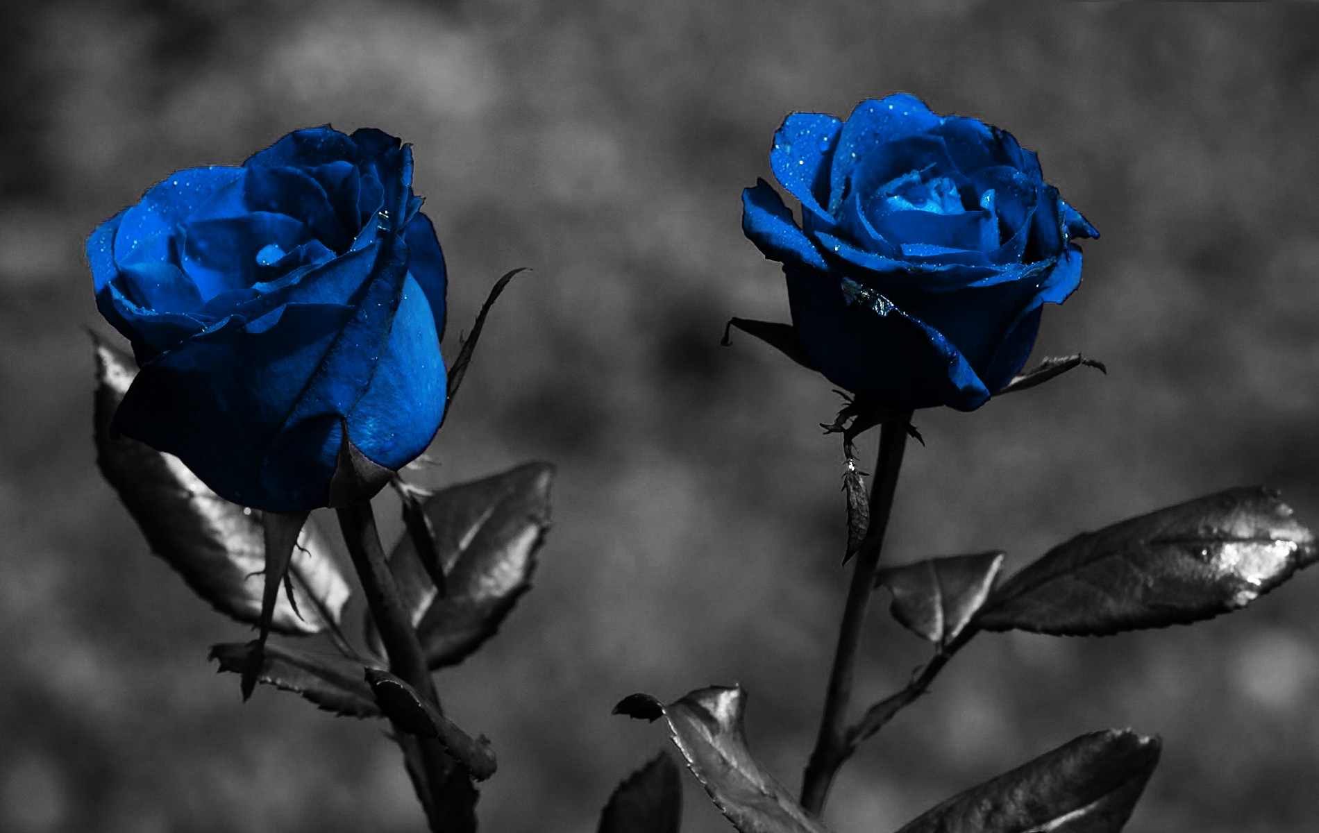 Dark Flowers Desktop Wallpapers