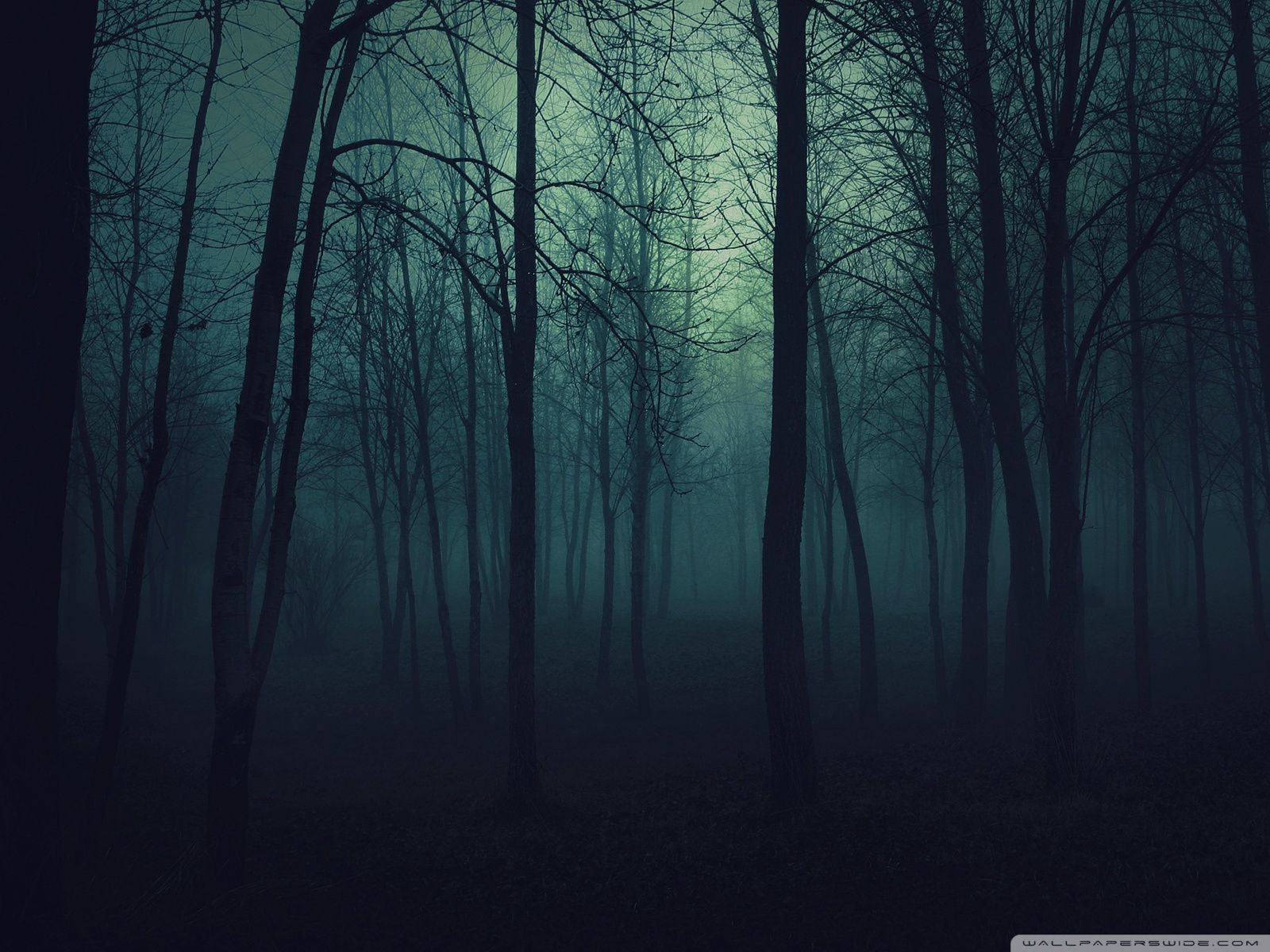 Dark Forest Wallpapers