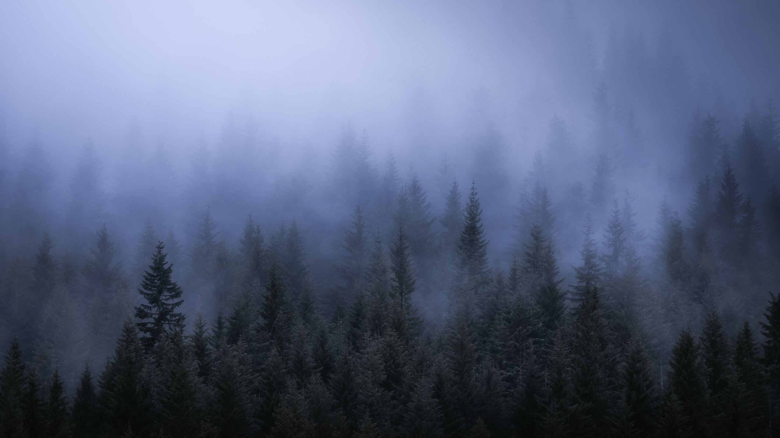 Dark Forest Wallpapers