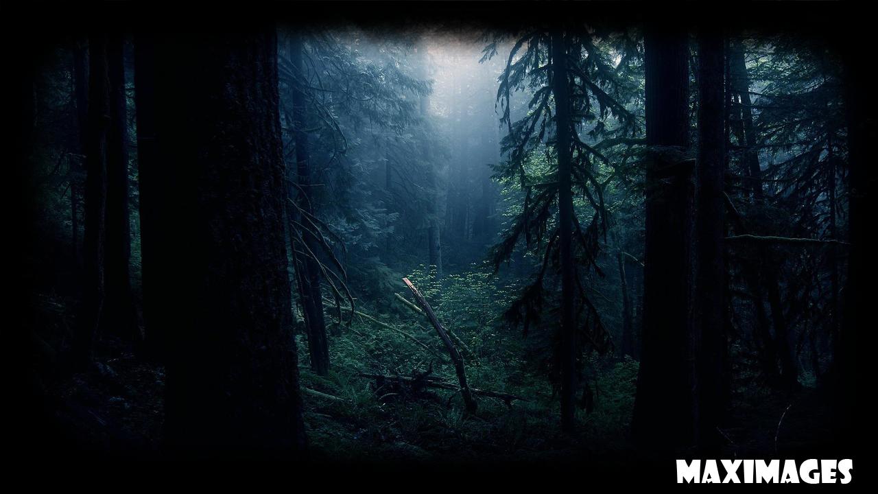 Dark Forest Wallpapers