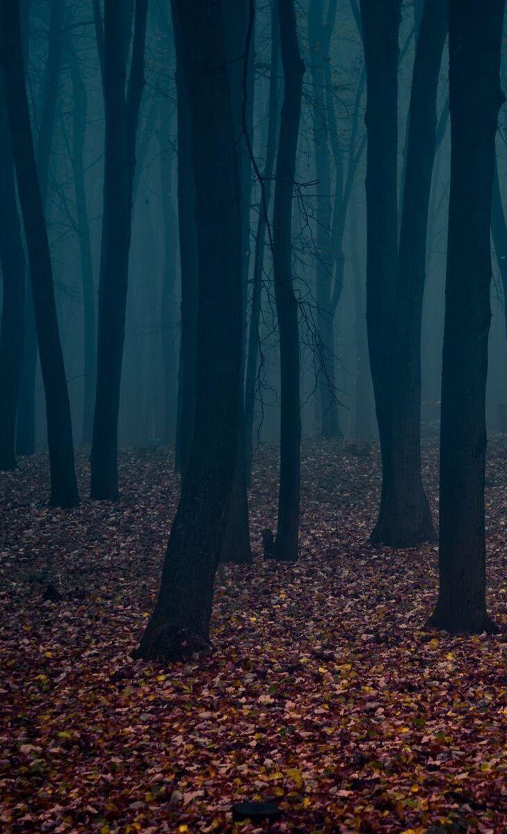 Dark Forest Wallpapers