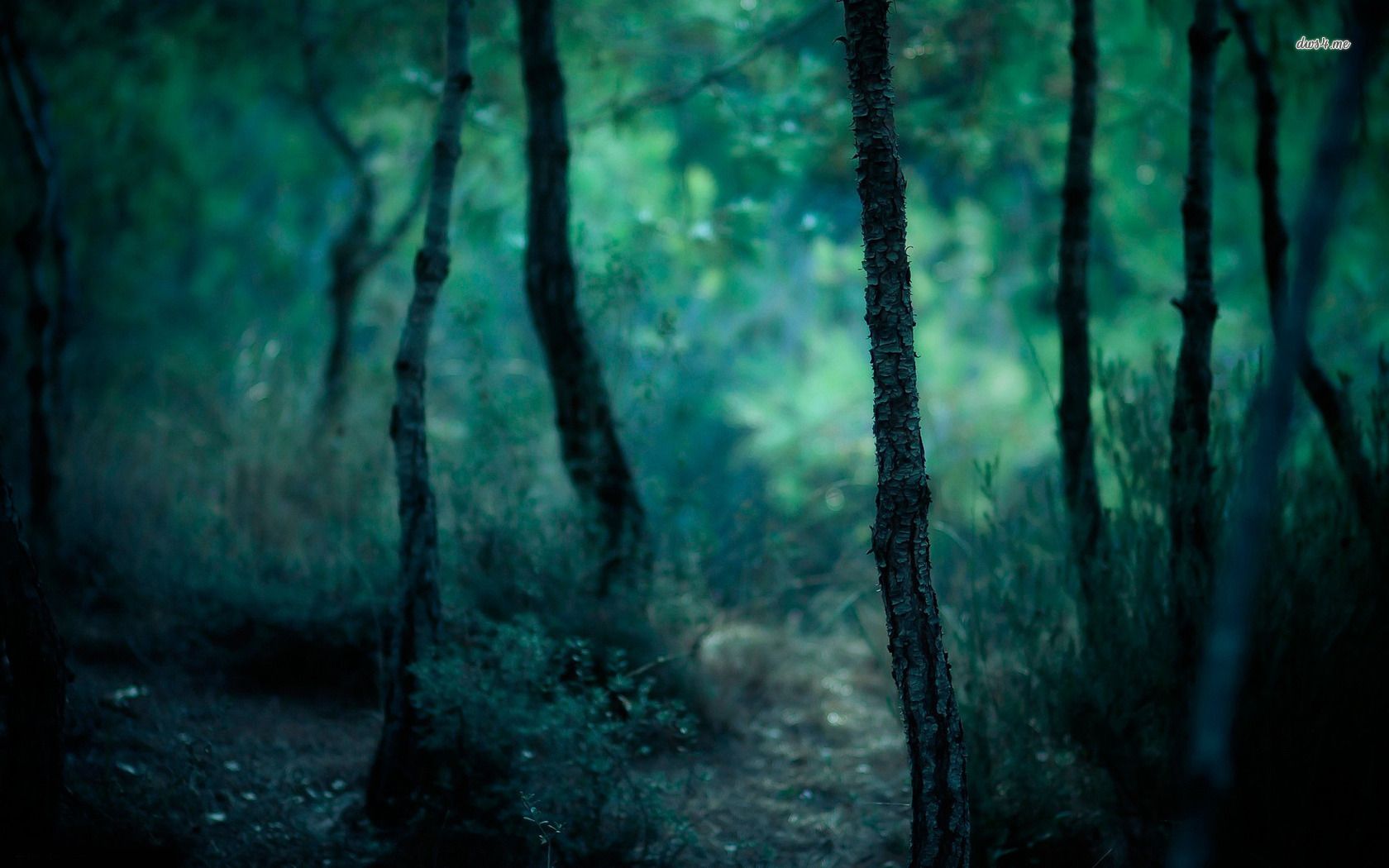 Dark Forest Wallpapers