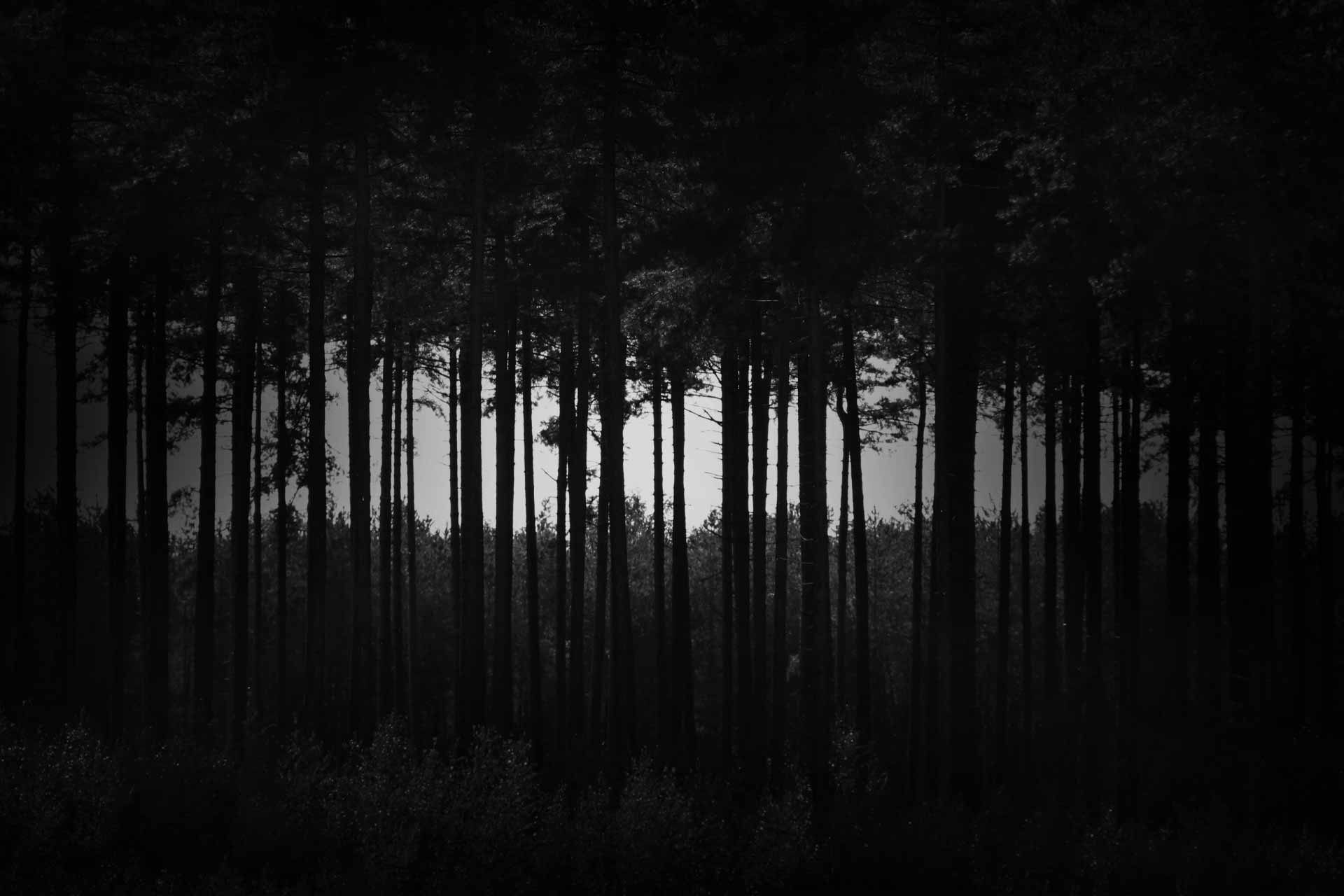 Dark Forest Wallpapers