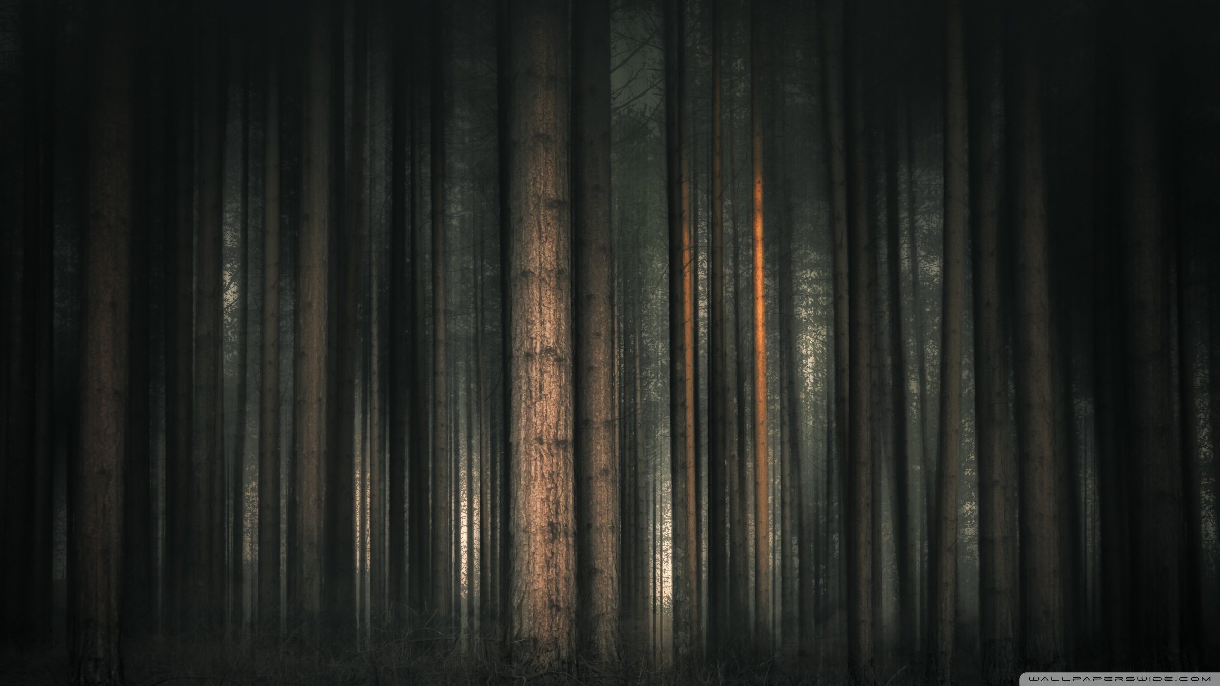 Dark Forest Wallpapers