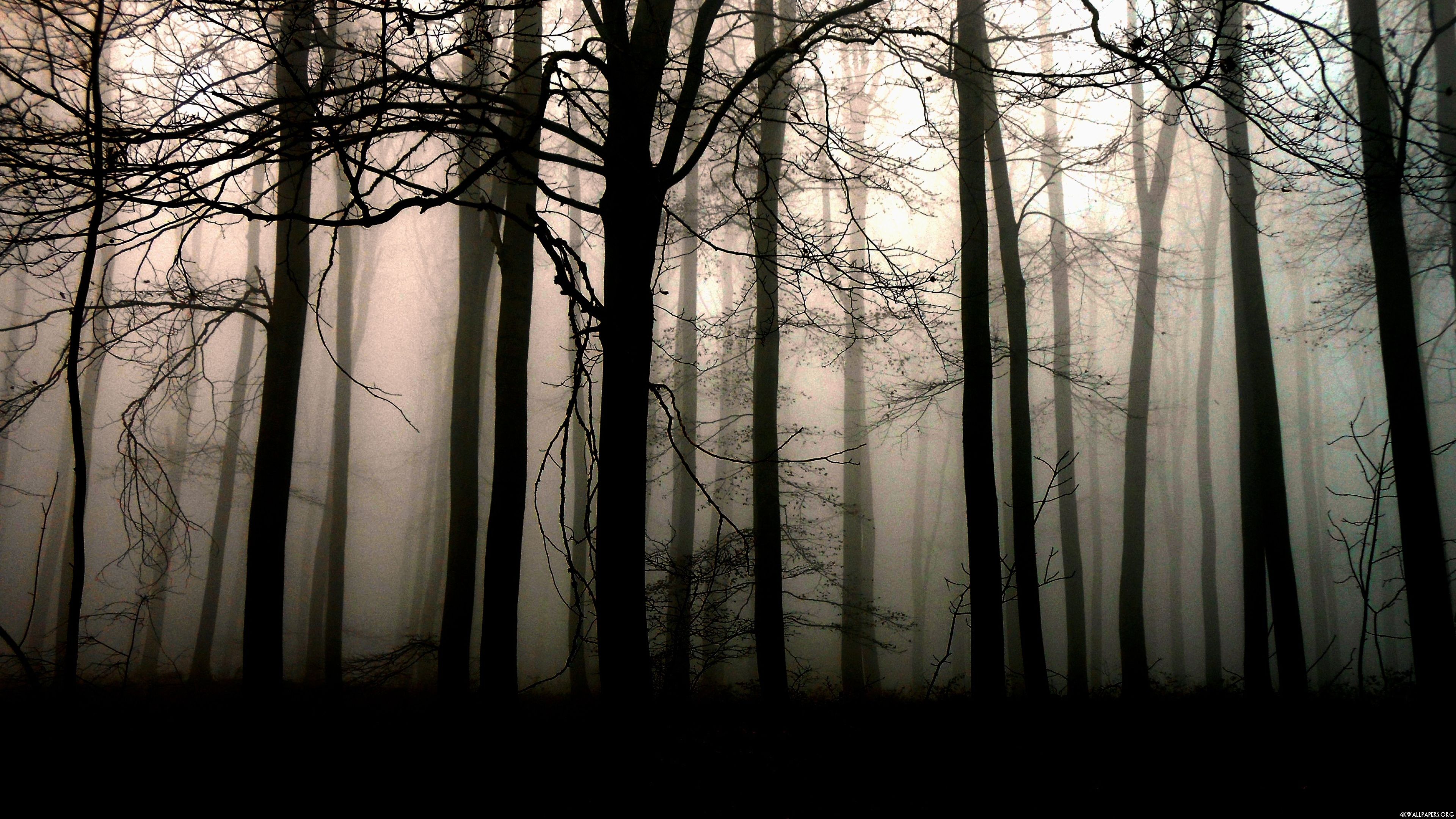 Dark Forest 4K Ultra Hd Wallpapers