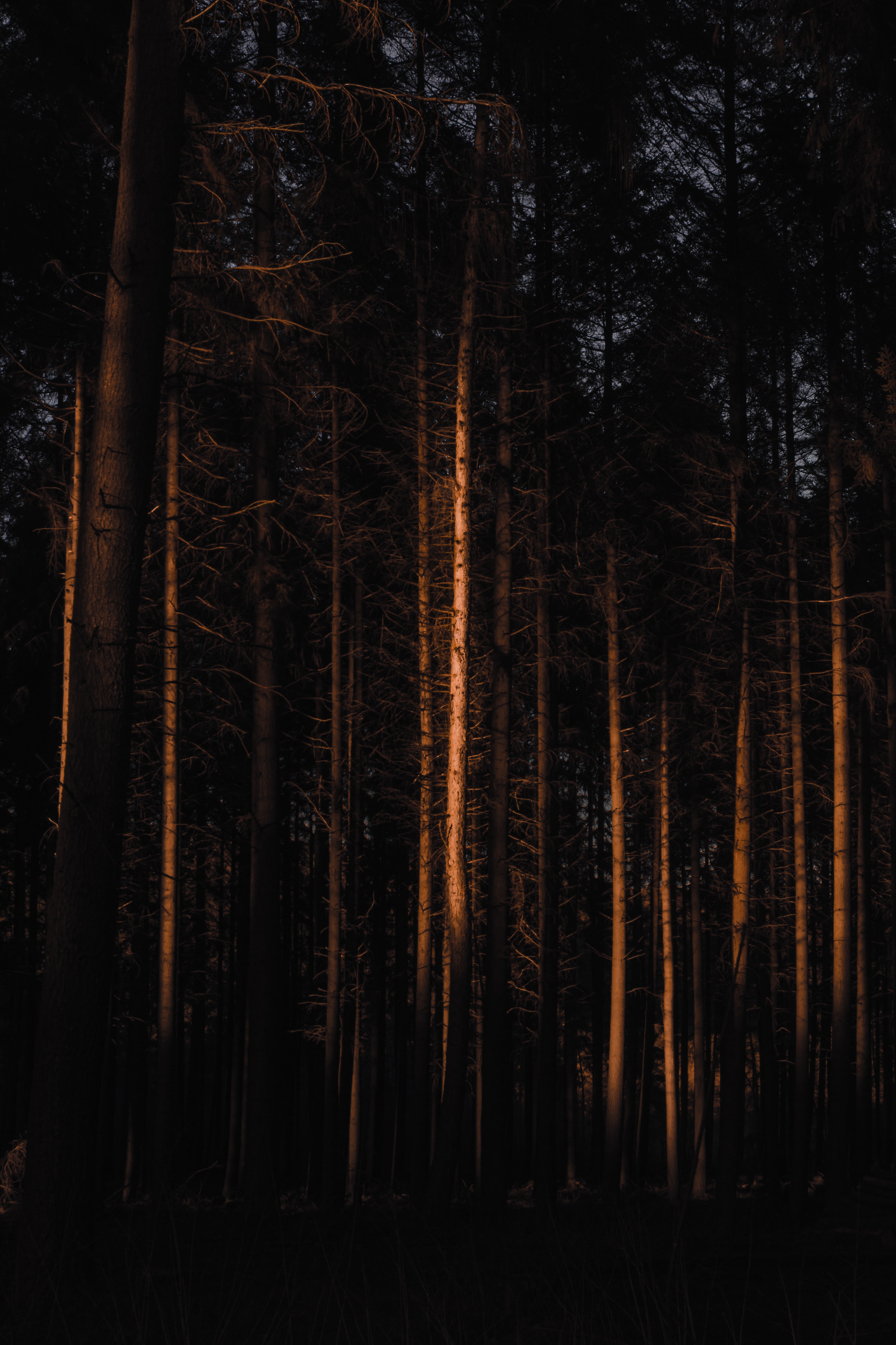 Dark Forest Aesthetic Wallpapers