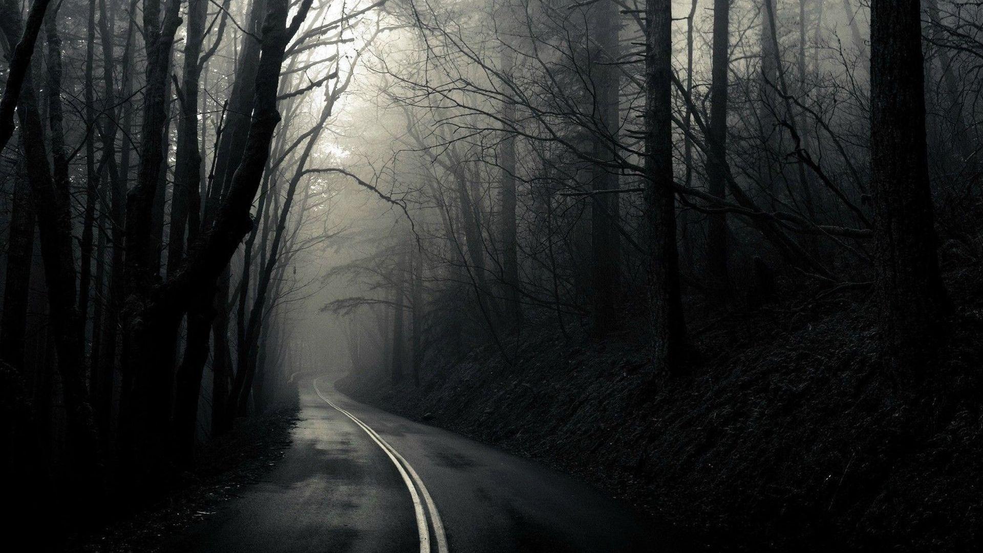 Dark Forest Road Wallpapers