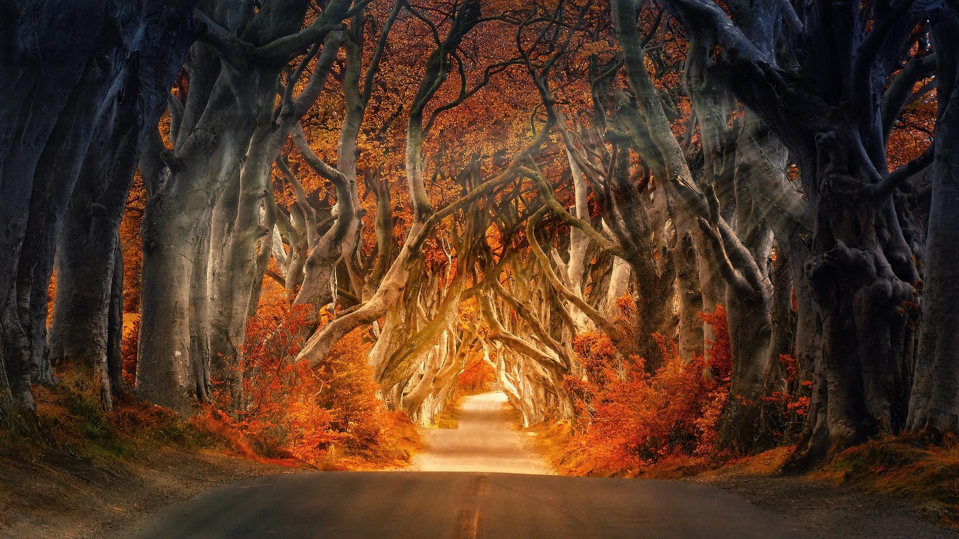 Dark Forest Road Wallpapers