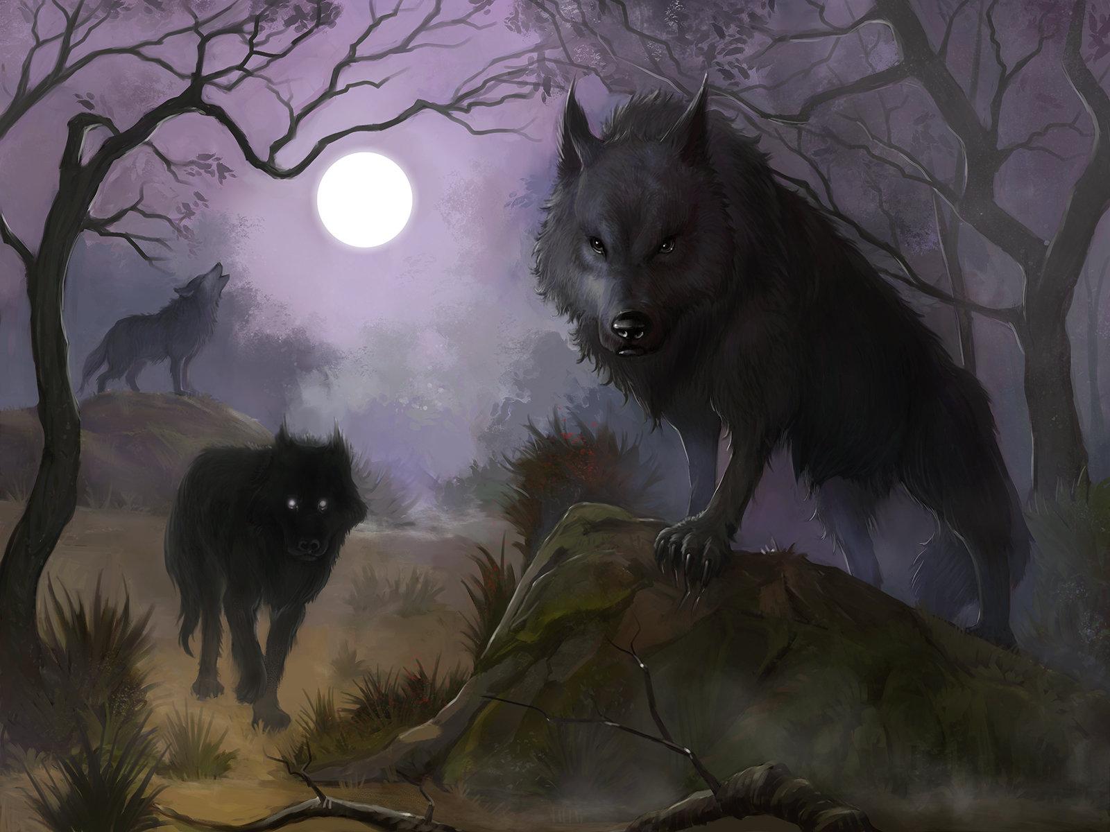 Dark Forest Wolf Wallpapers