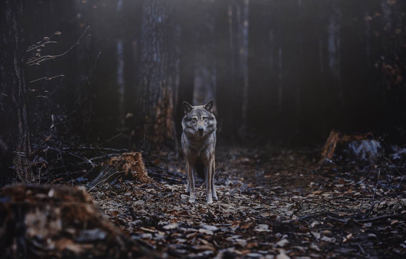 Dark Forest Wolf Wallpapers