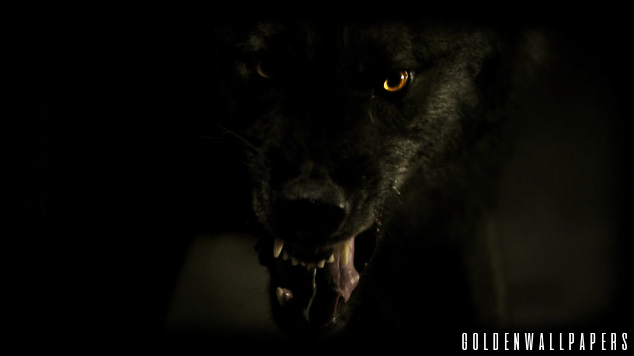 Dark Forest Wolf Wallpapers