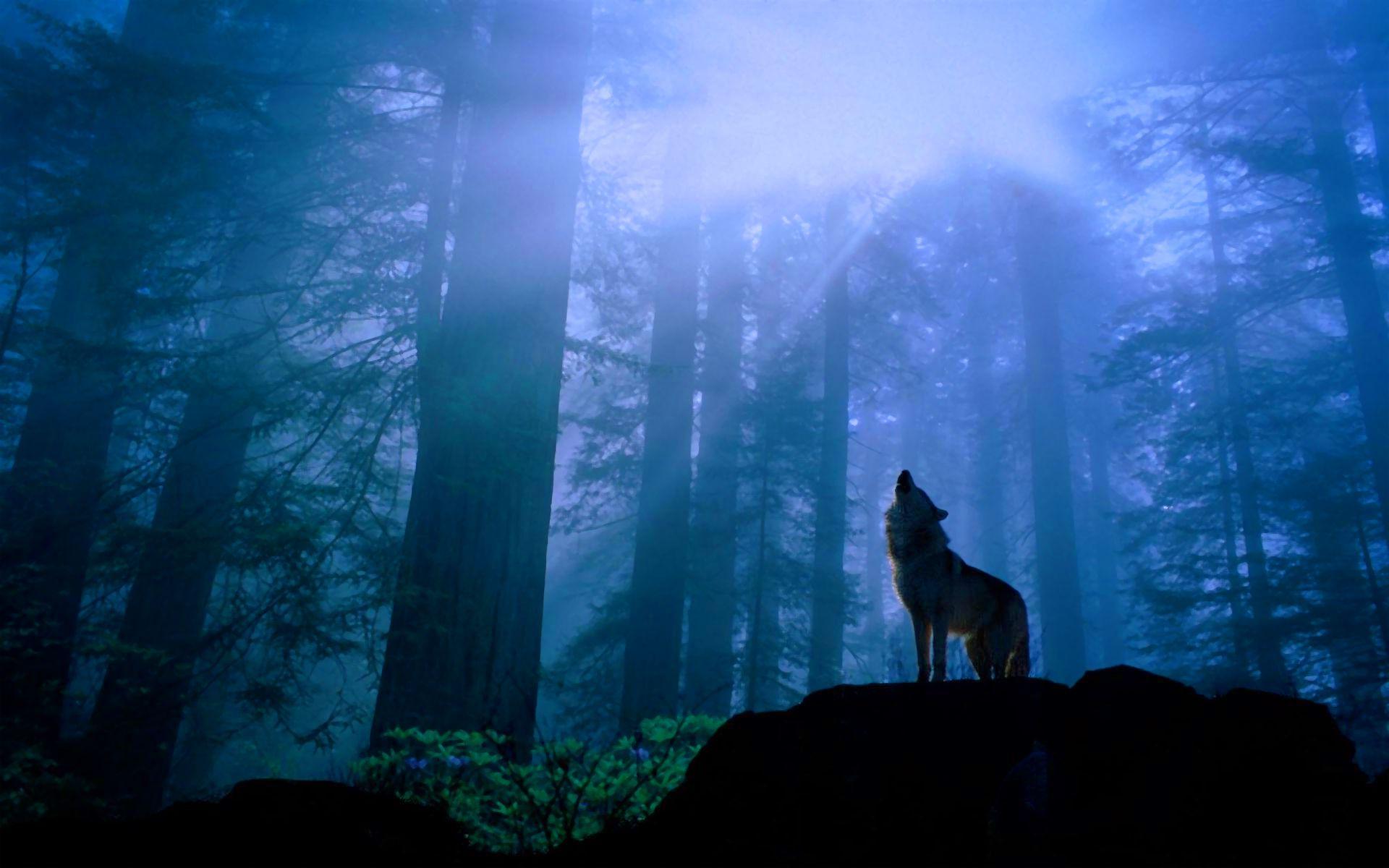 Dark Forest Wolf Wallpapers